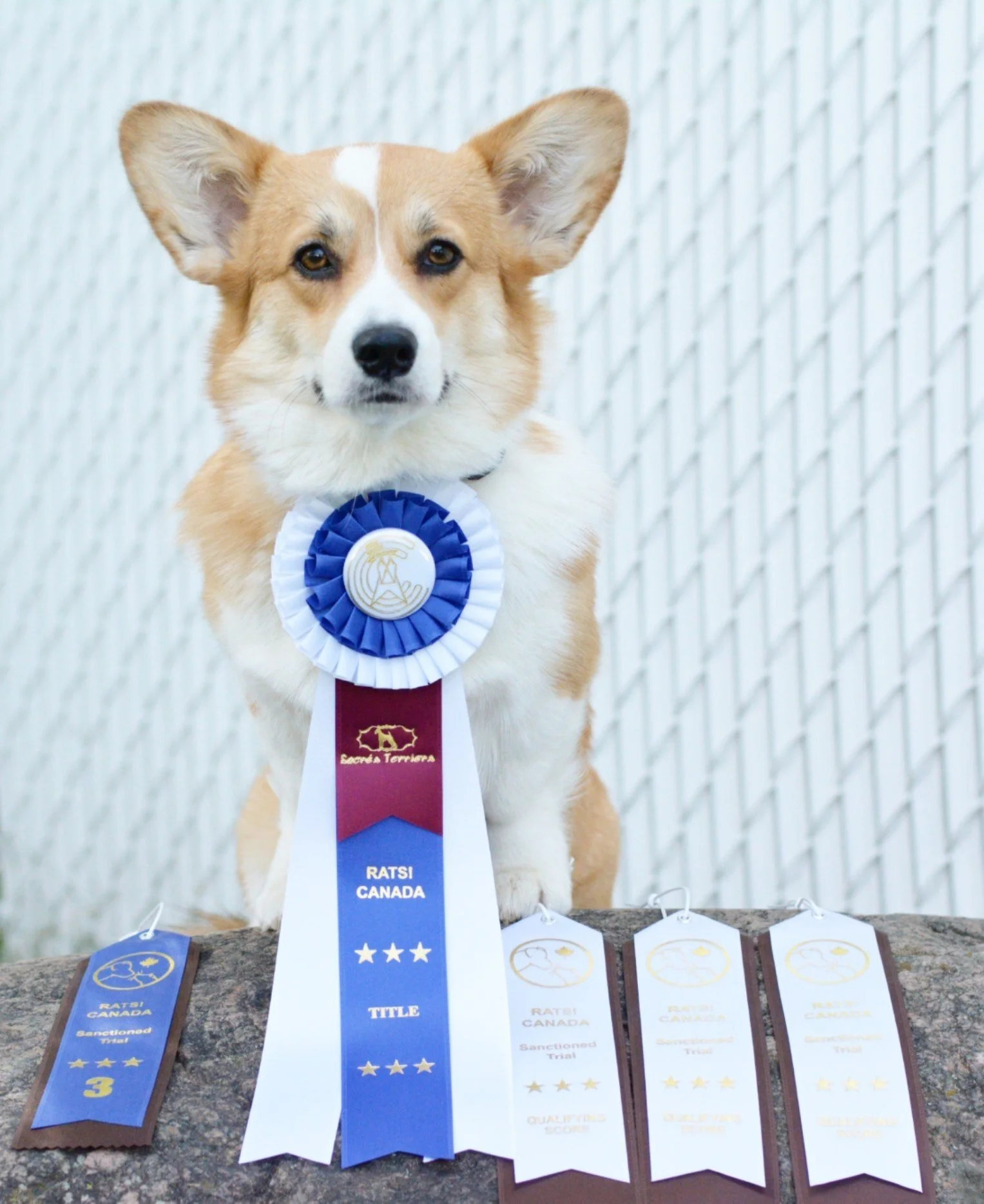 2018 corgi cup