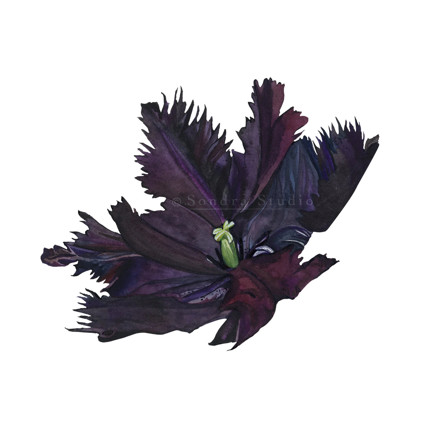 black_tulip_WM.jpg