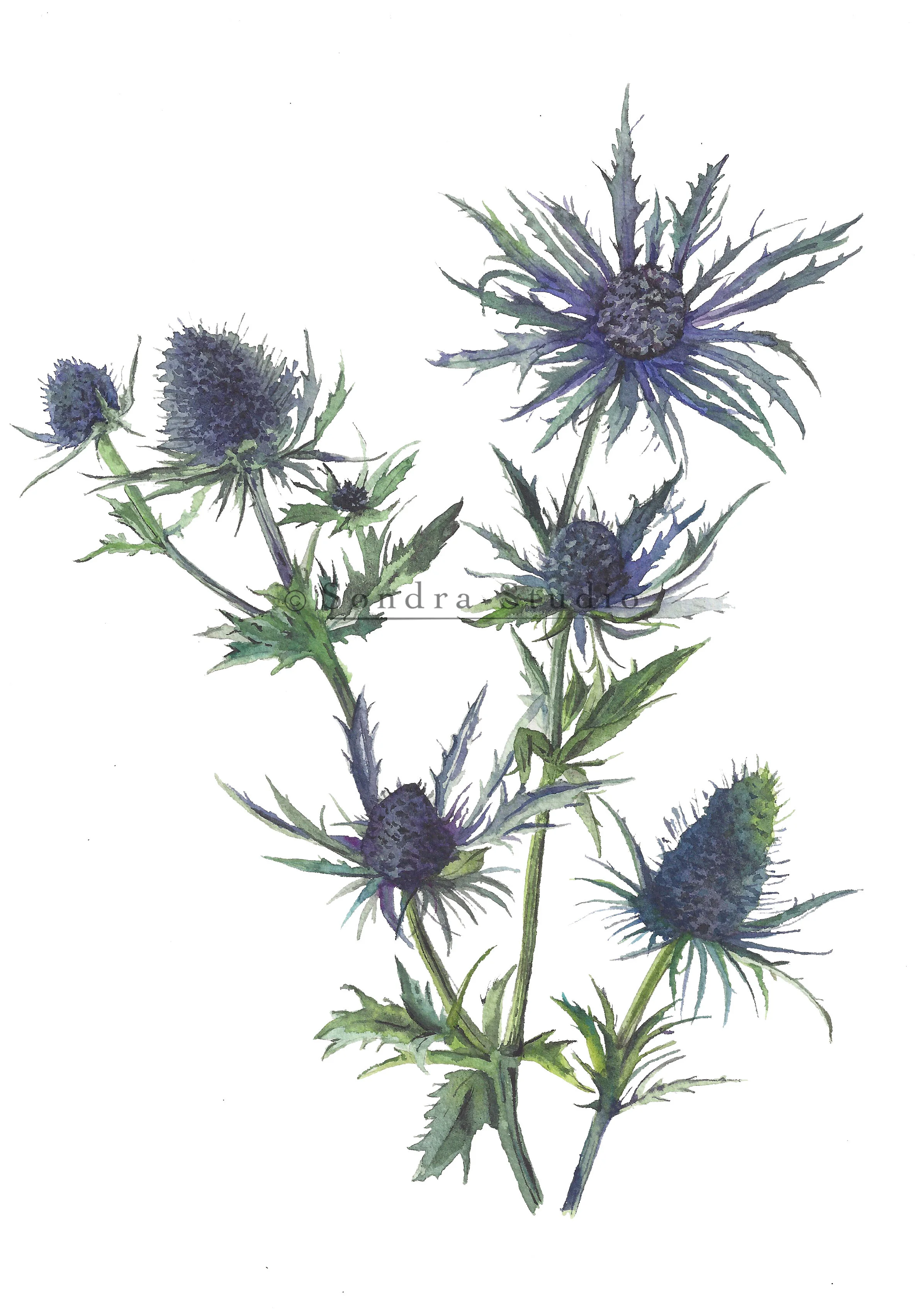 blue_thistle_WM.jpg