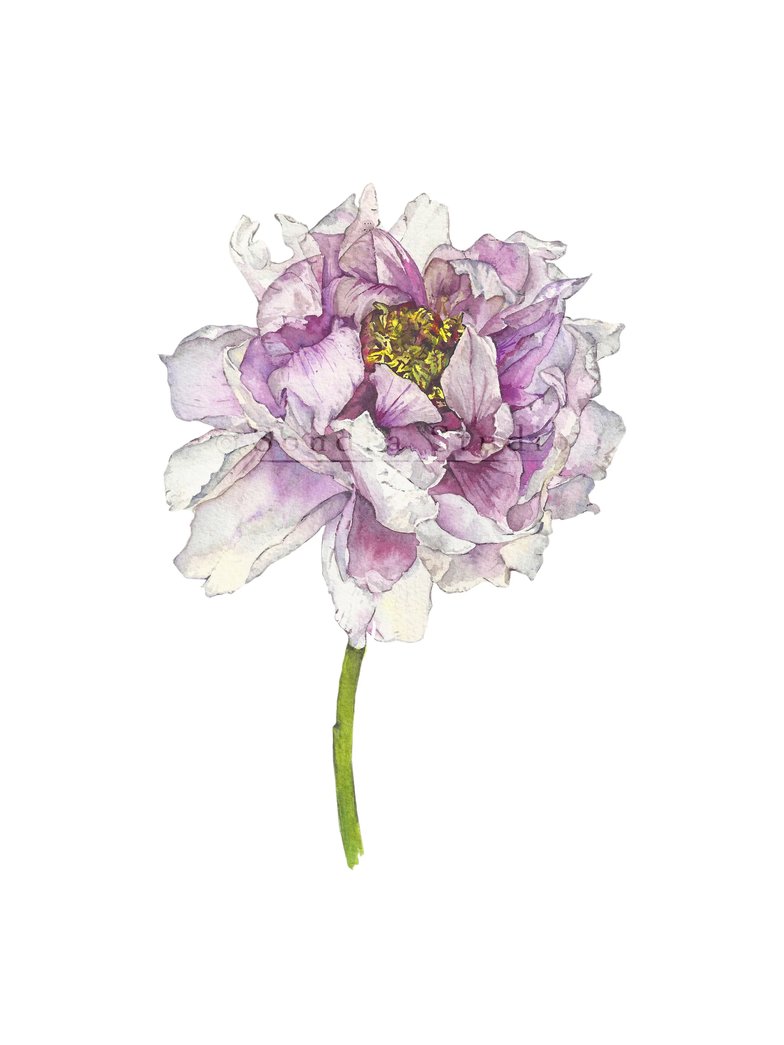 Purple_Peony_stem_WM.jpg
