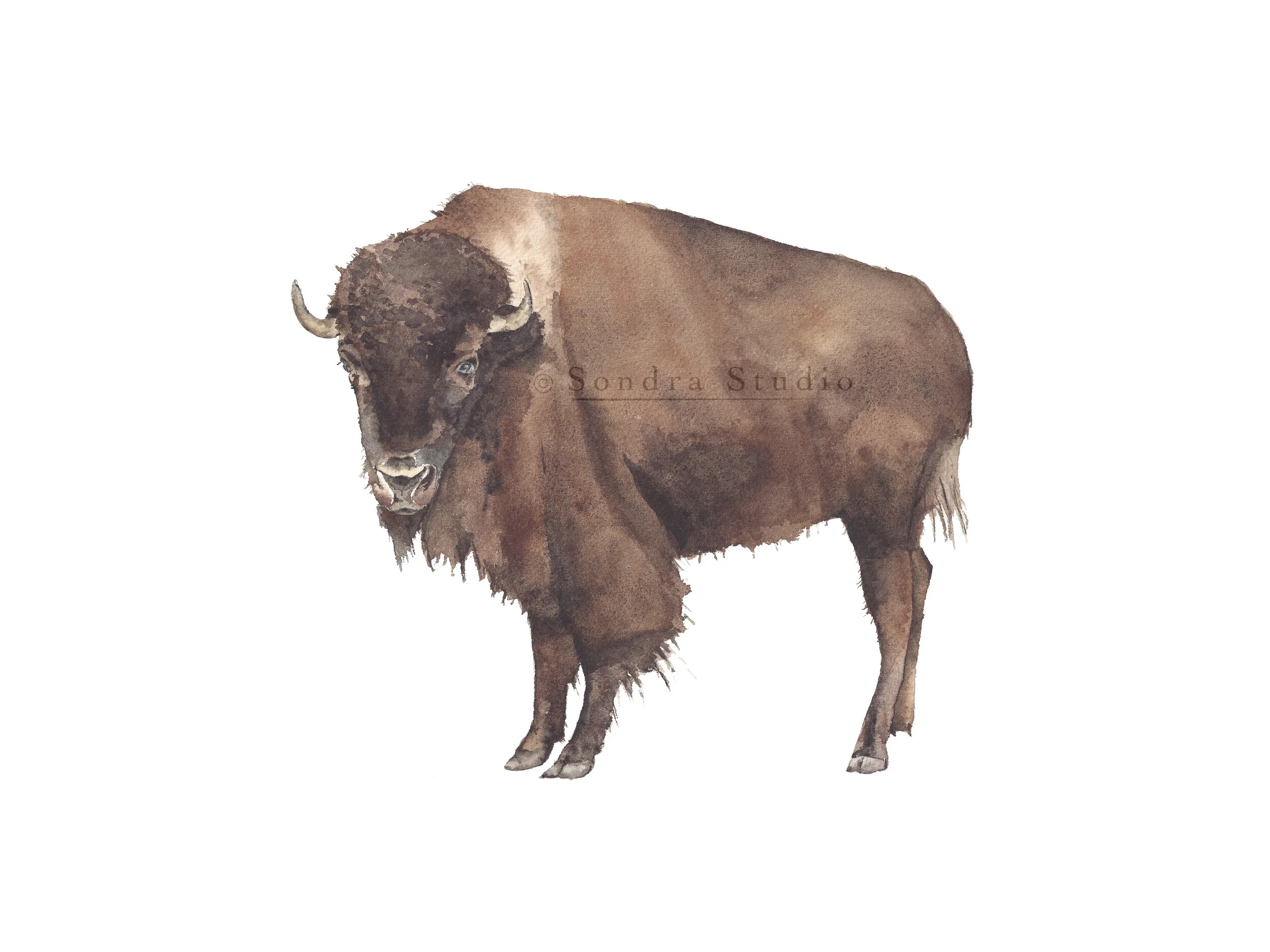 bison_WM.jpg