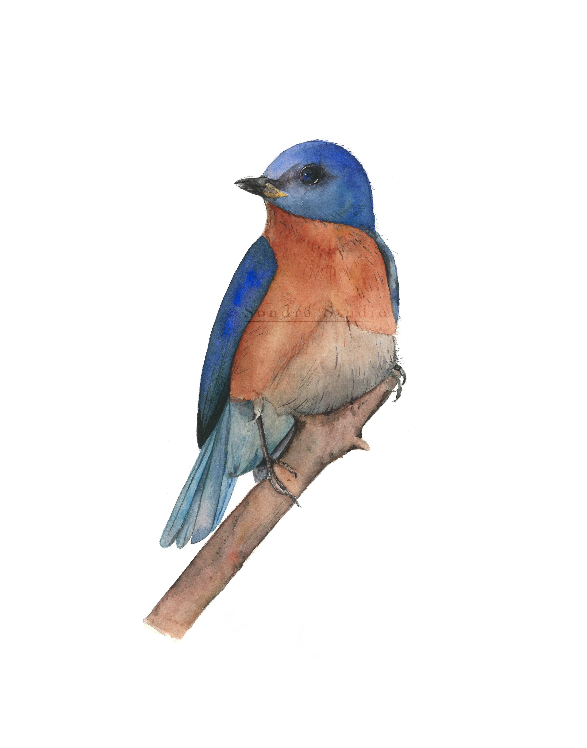 Bird_Eastern_Bluebird_WM.jpg