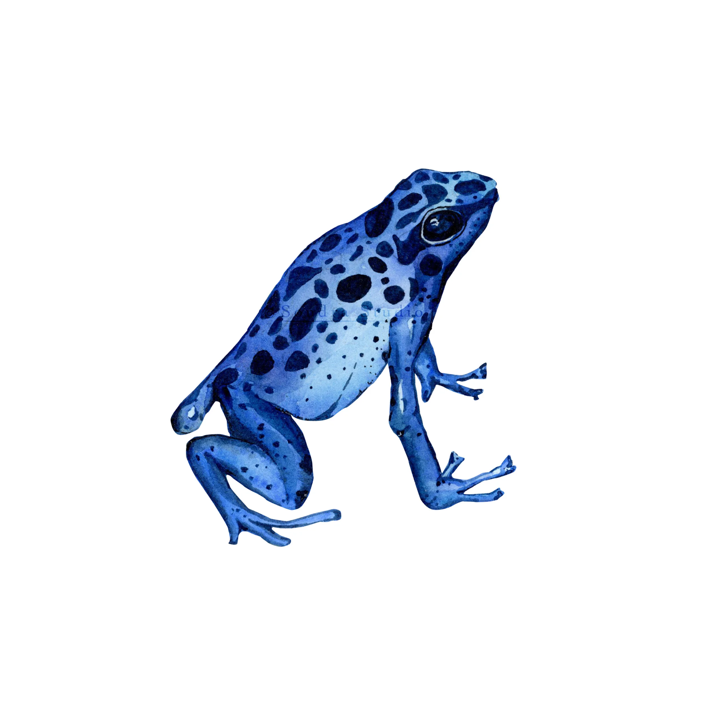 Poison_Dart_Frog-WM.jpg