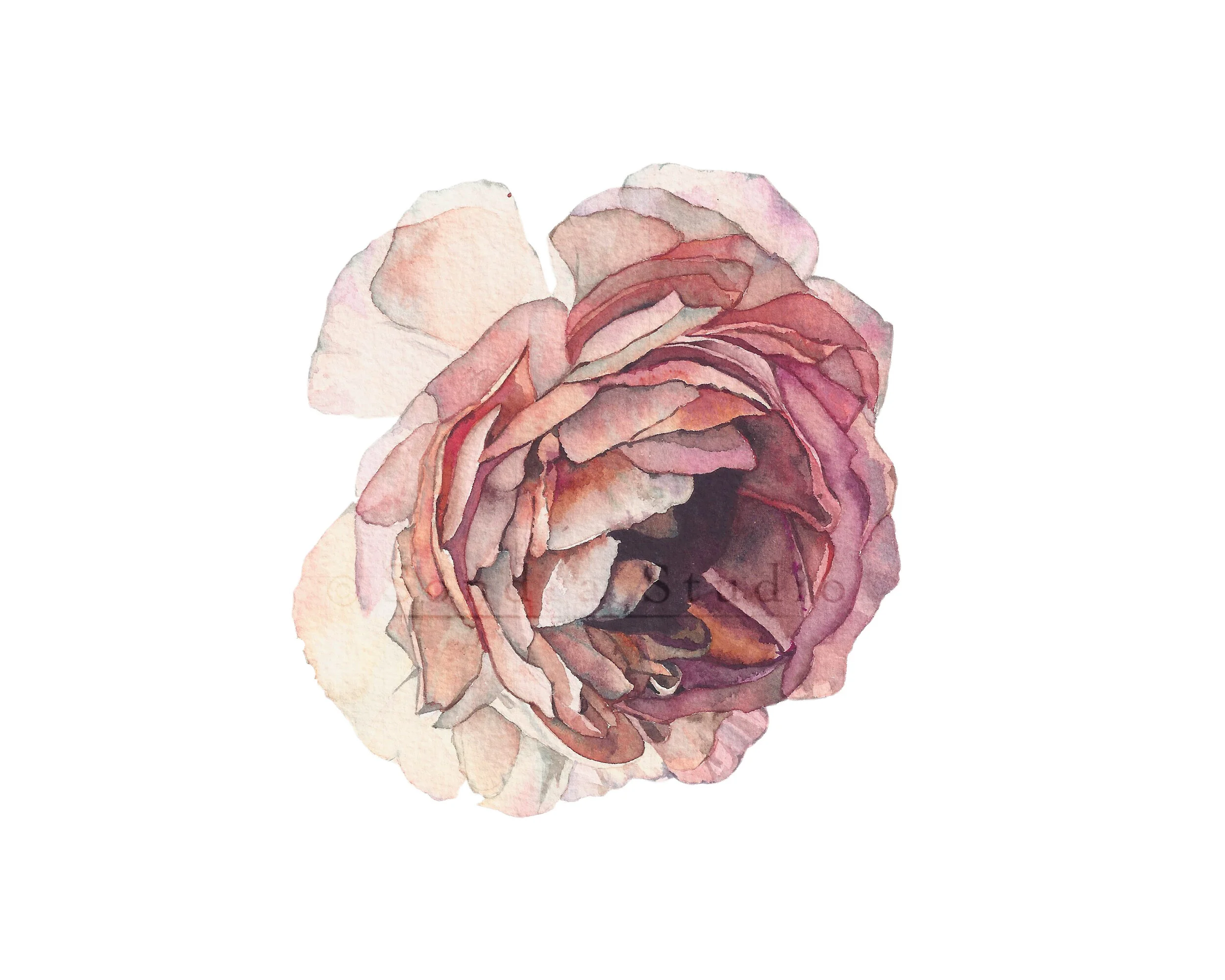 Pink_peony_WM.jpg