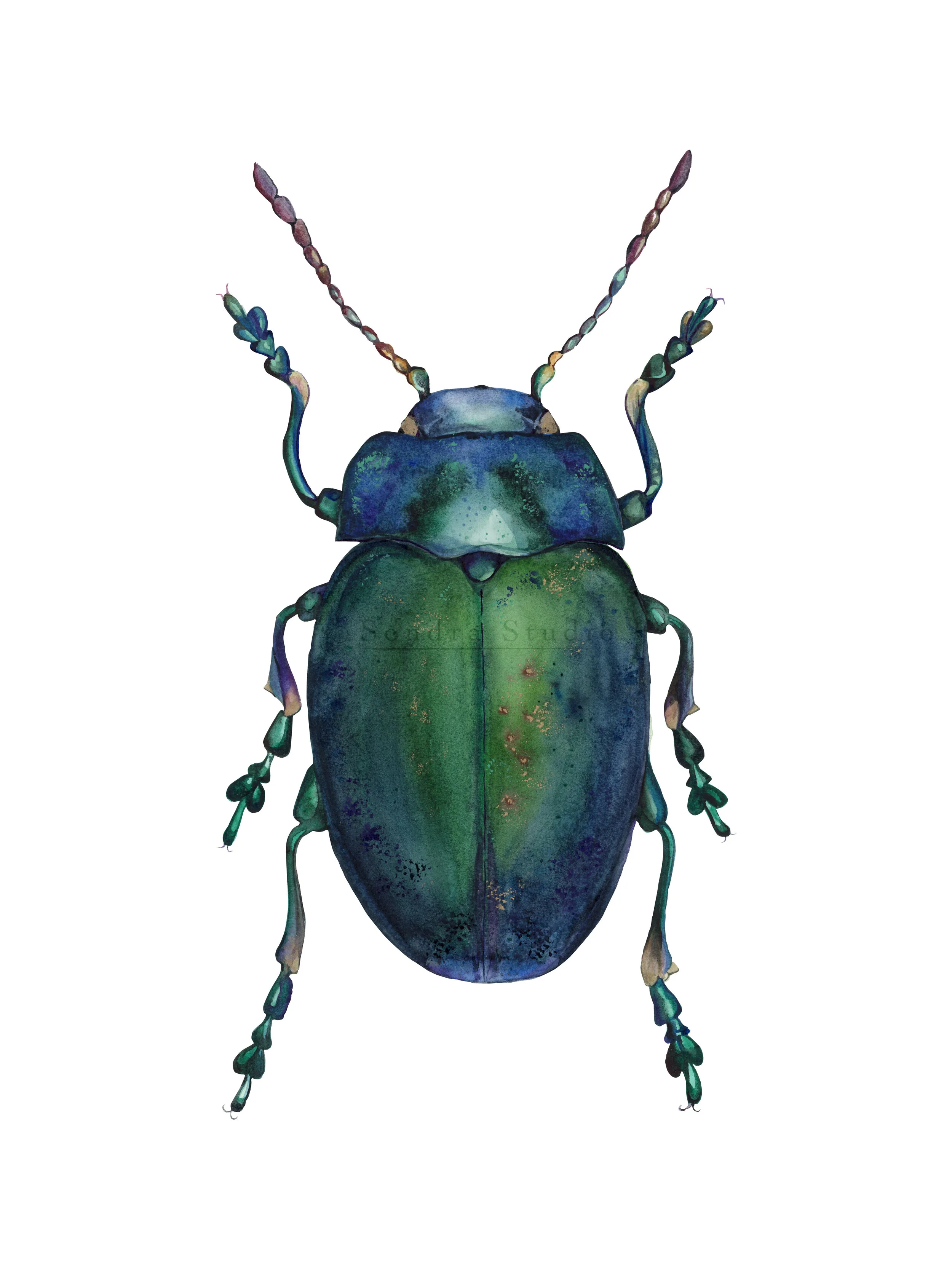 scarab_01_WM.jpg