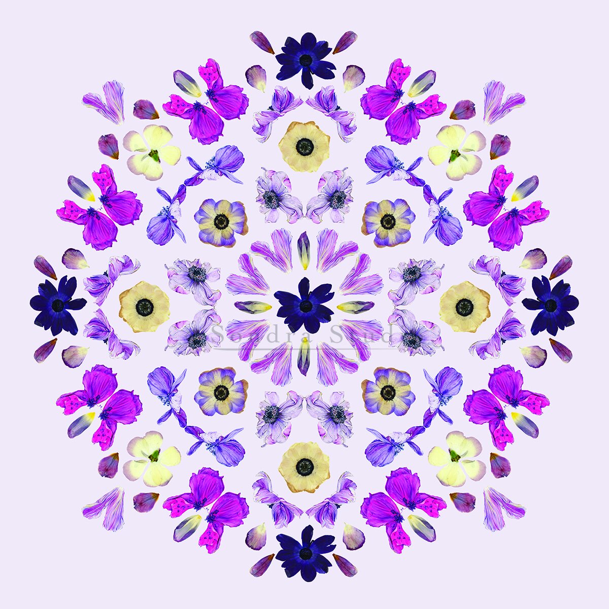 Anenome_Design_SMALL_WM.jpg