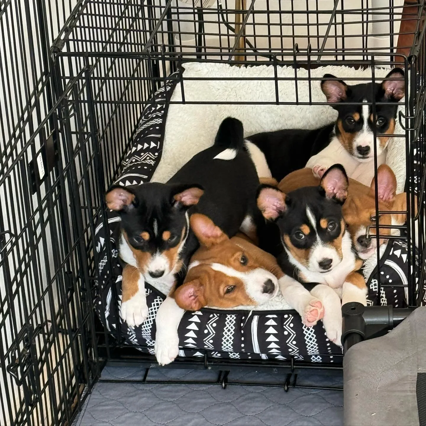 Puppy pile 💪🏼