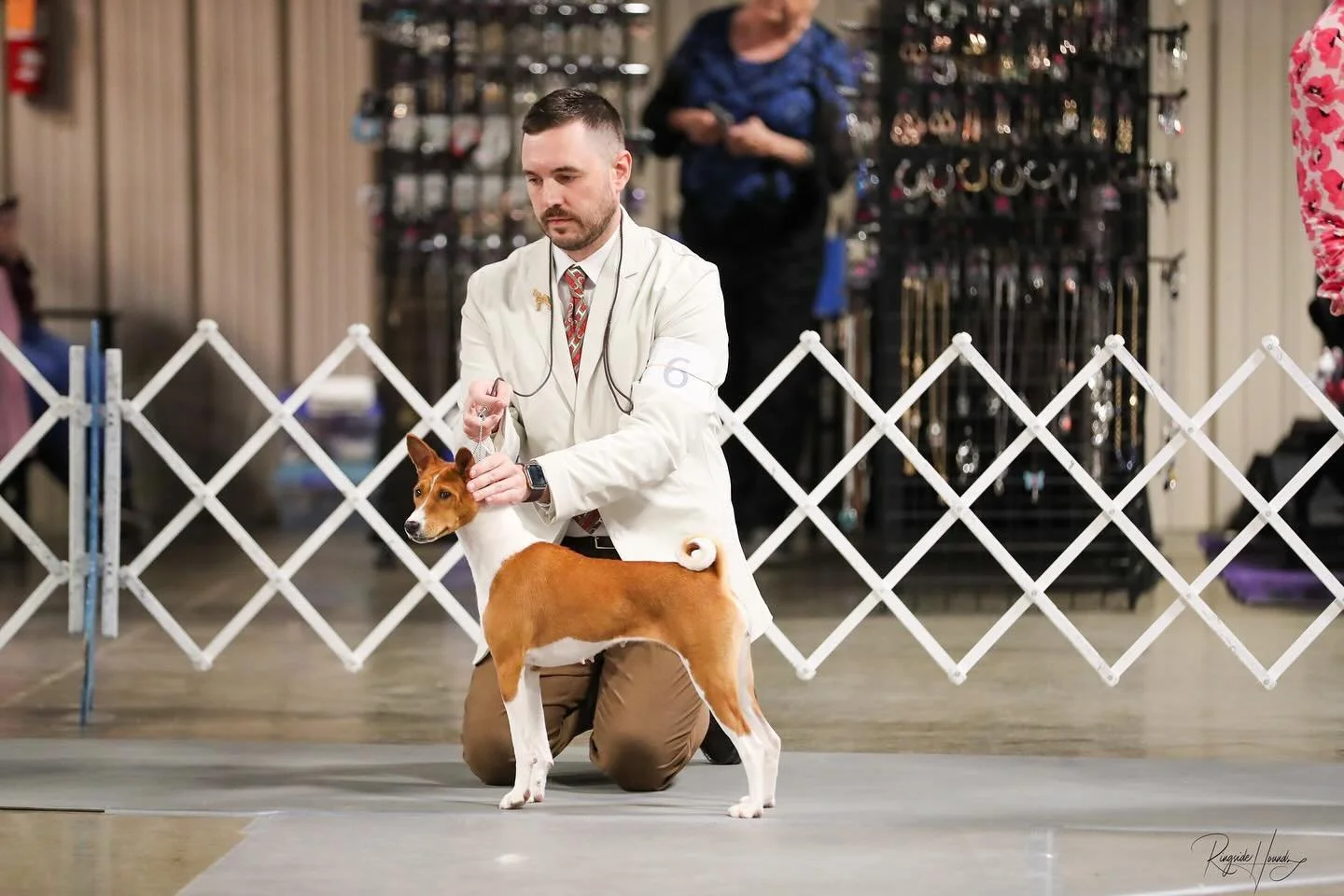 Chloe snags a HOUND GROUP 4th in Rosenberg, TX this past weekend ✨ Proud of our little girl. Hopefull to have some pretty puppies this year 🤫💕