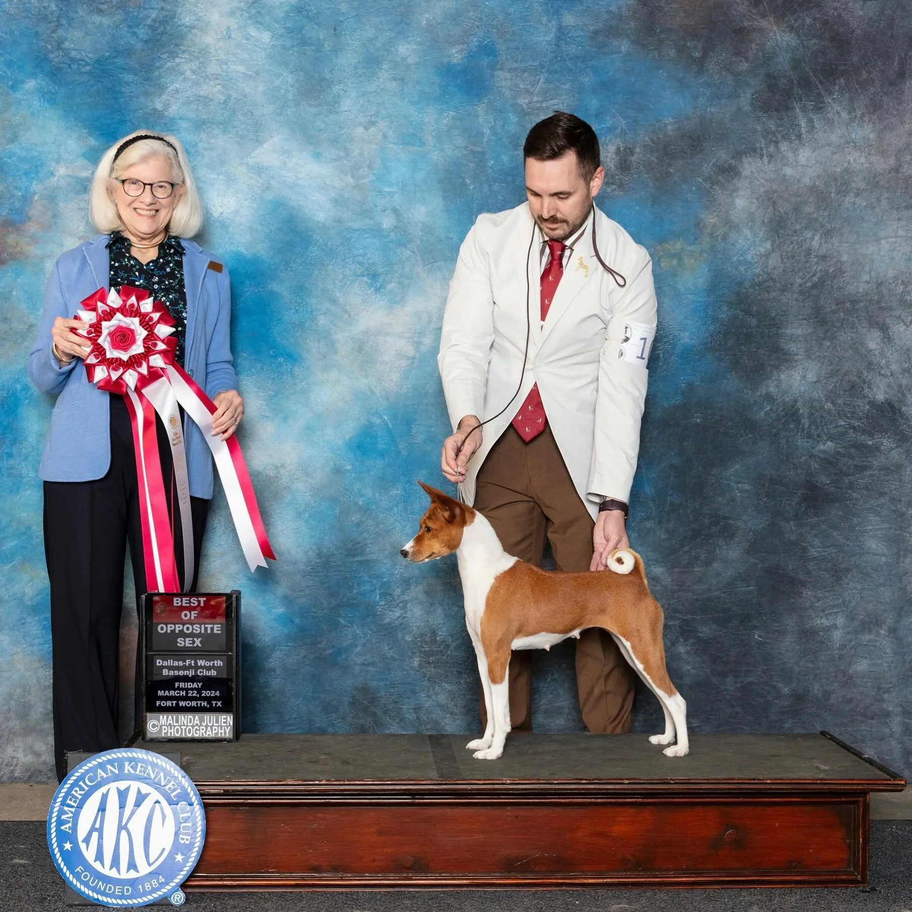 Our girl 💕CHLOE💕 goes [Best of Opposite Sex] at the Dallas Ft. Worth Basenji Club specialty show in Ft. Worth, this weekend. 

[Best of Breed] went to our most recent puppies&rsquo; papa, RINGO!