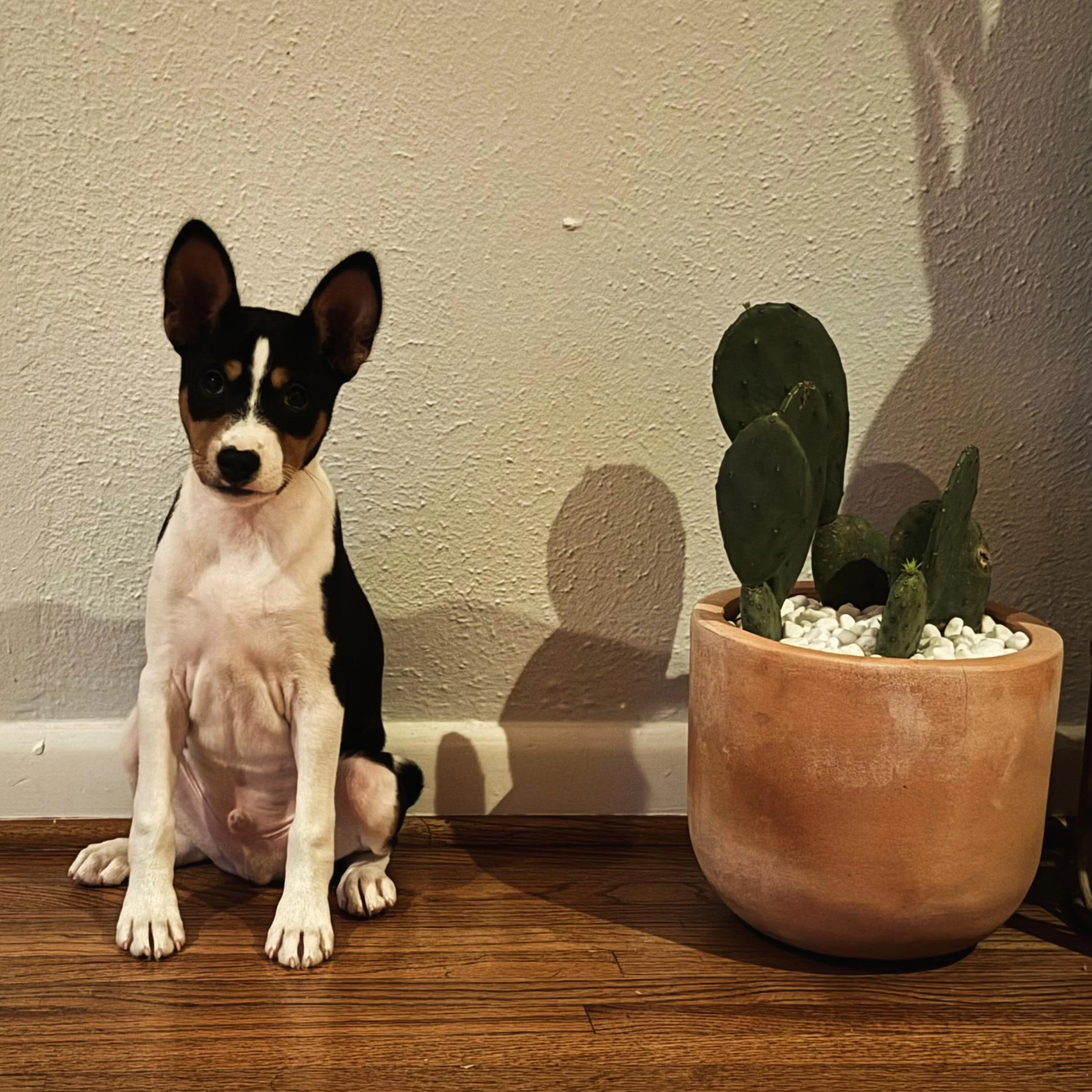 ⚡️RUSH⚡️ 🌵🌵

Malachite Zindika Enamorada De Ti

#basenji #basenjisofinstagram #basenjilife #basenjis #showdogs