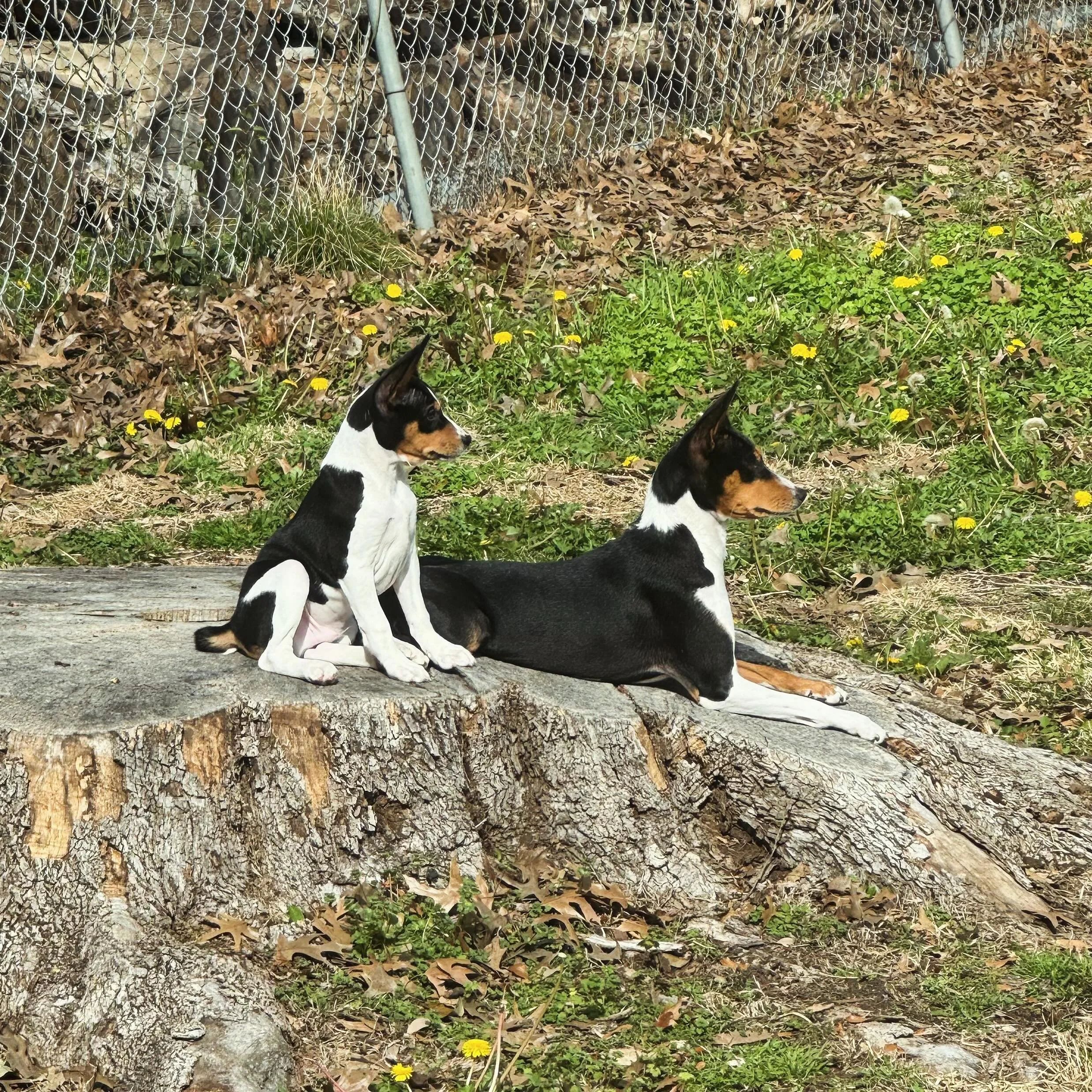 The matriarch and the next generation ⚡️✨ #malachitebasenjis
