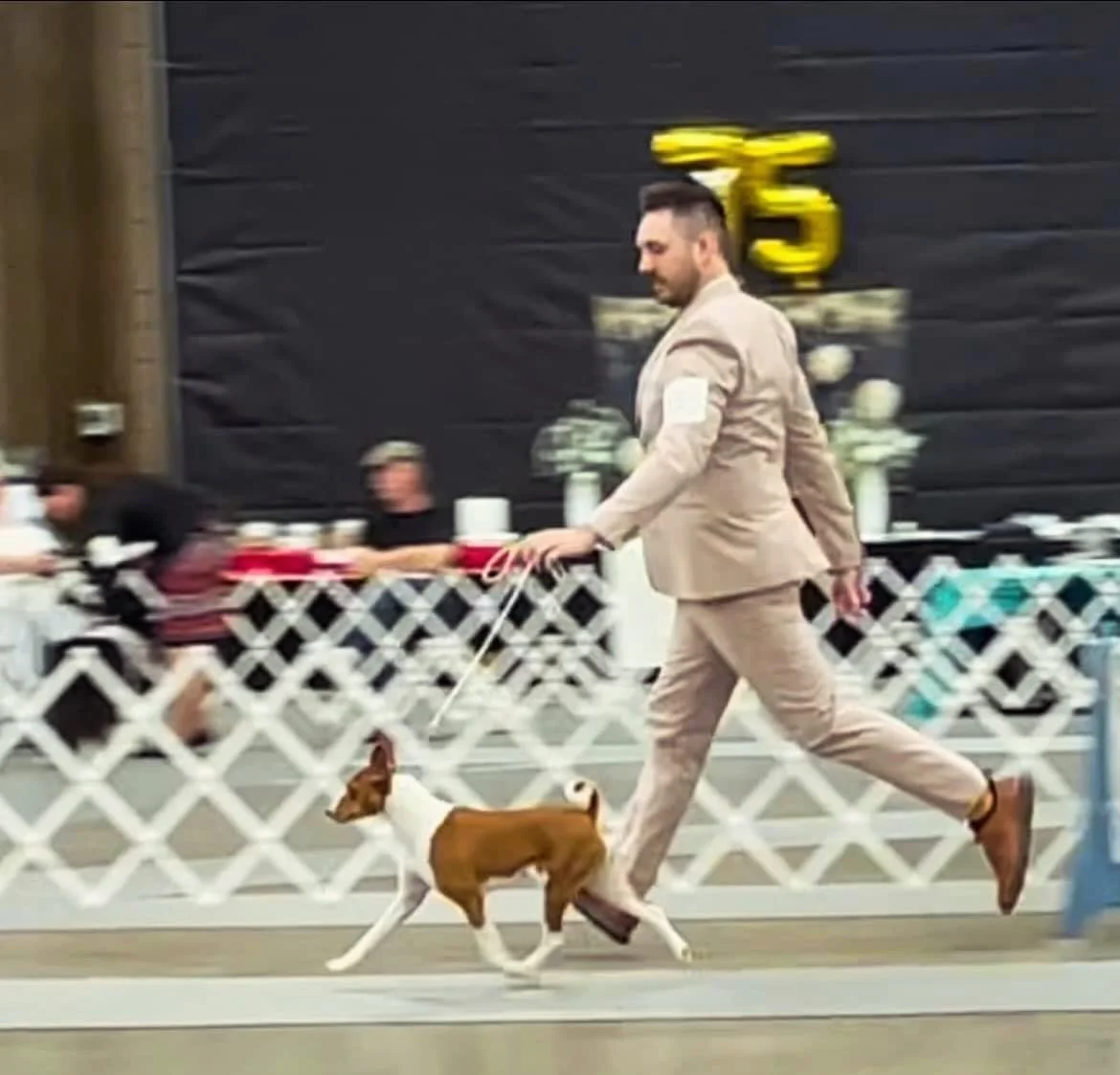 Chloe and I are excited to be back in the ring in Dallas next weekend! ❤️✨ GCh. Mibre&rsquo;s Legacy Chloe of Sun Blue