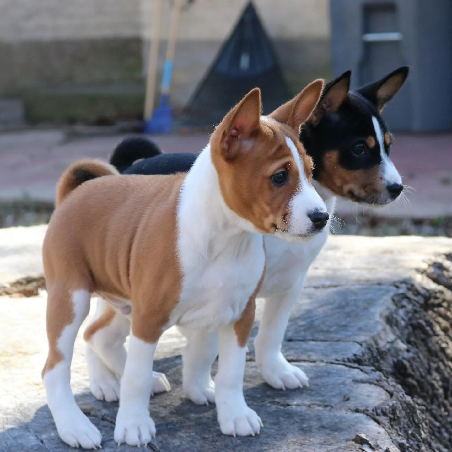 We are cute and we know it! 👯✨