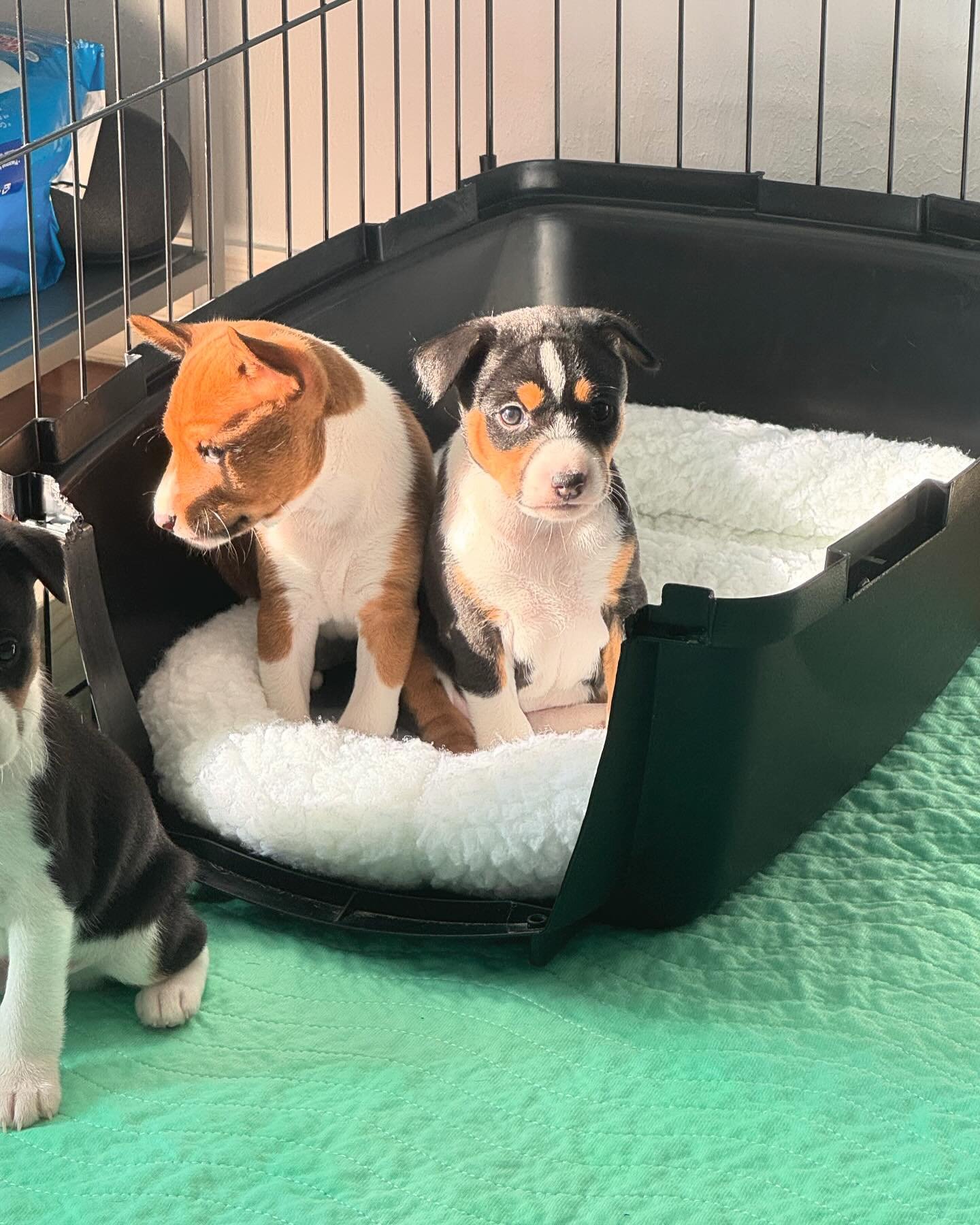 Enjoying a nice ray of sunshine!! 🐕 🧸✨💕