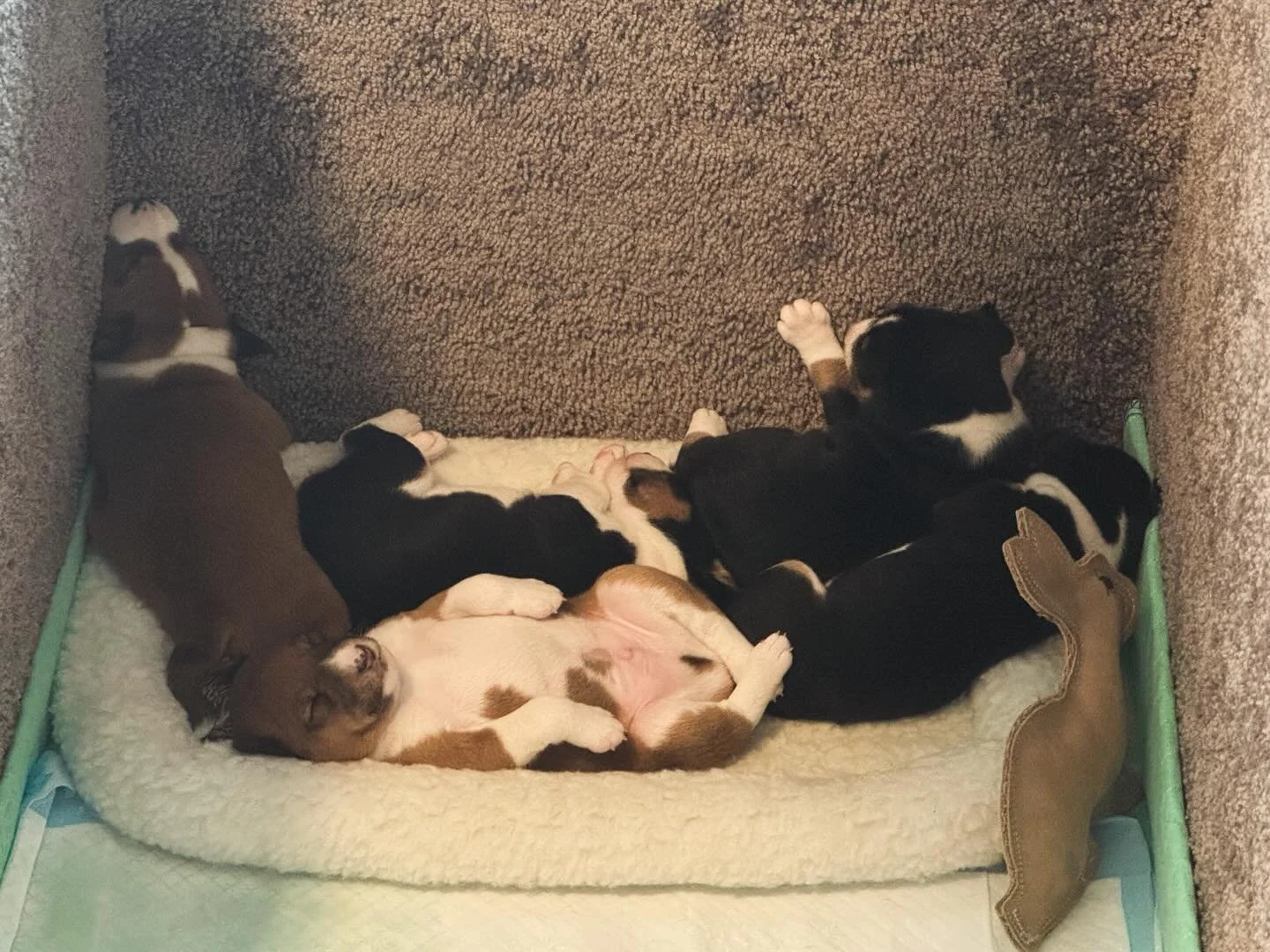 Listening to &ldquo;thunderstorm&rdquo; noises to desensitize. They look real bothered&hellip; 😂