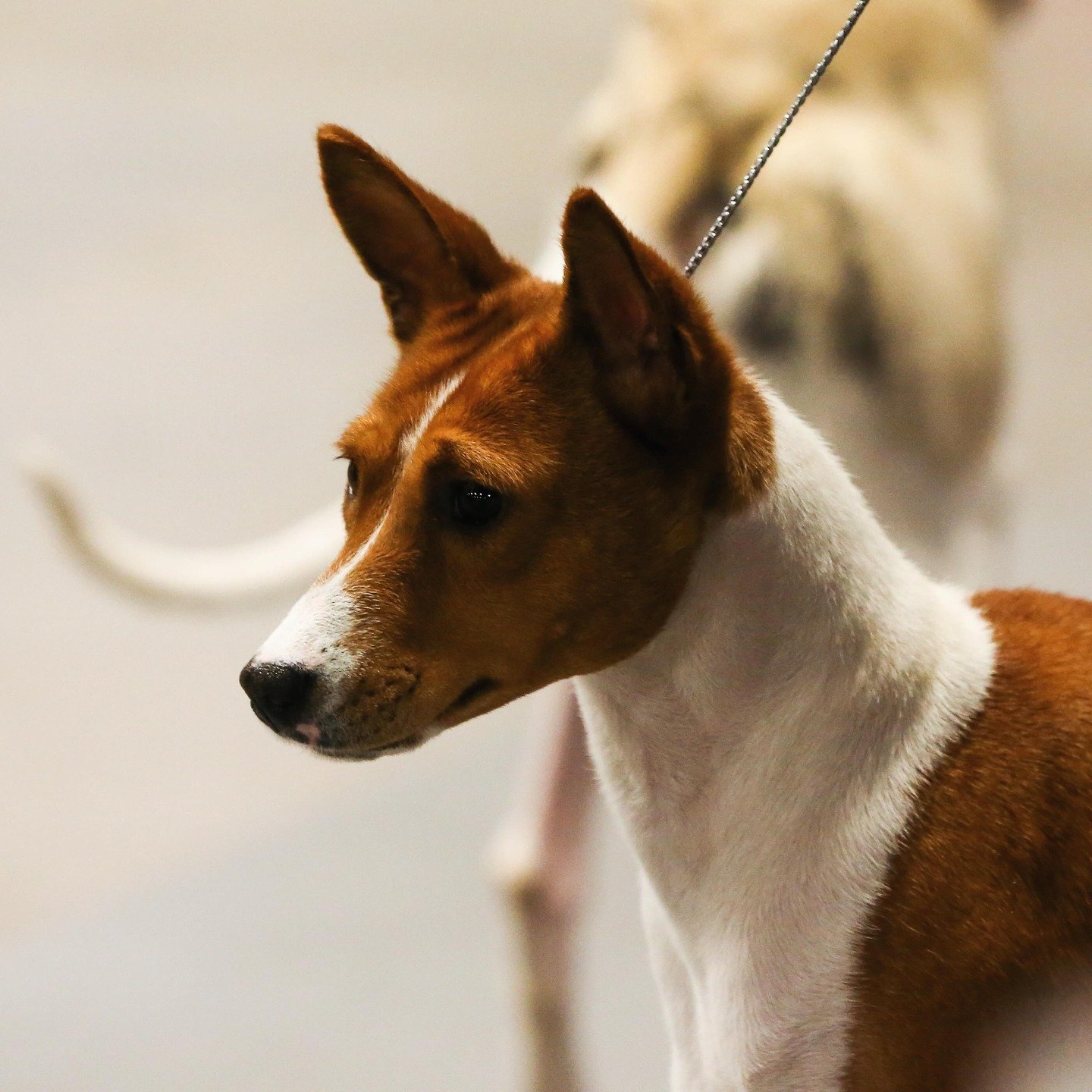 Chloe 💖 was Best of Breed for Saturday and Sunday in Dallas, TX. Our hometown show ✨