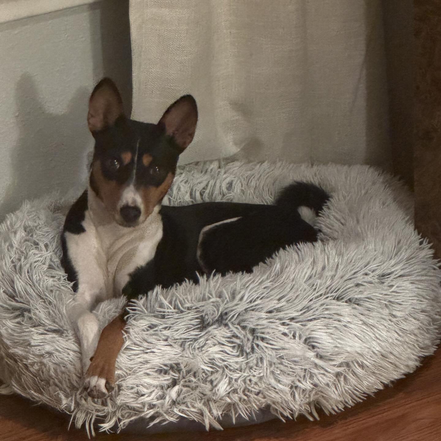 QUEEN BEE 🐝 Mama Cookie

#basenji #primitivedog #showdog #basenjisofinstagram  #basenjilover