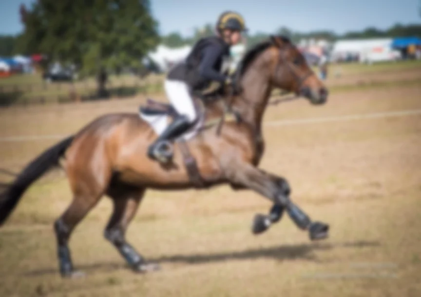 Pickle XC Ocala 2017.jpg