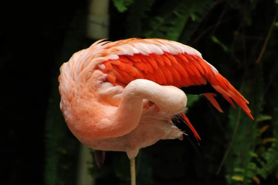 flamingo.jpg