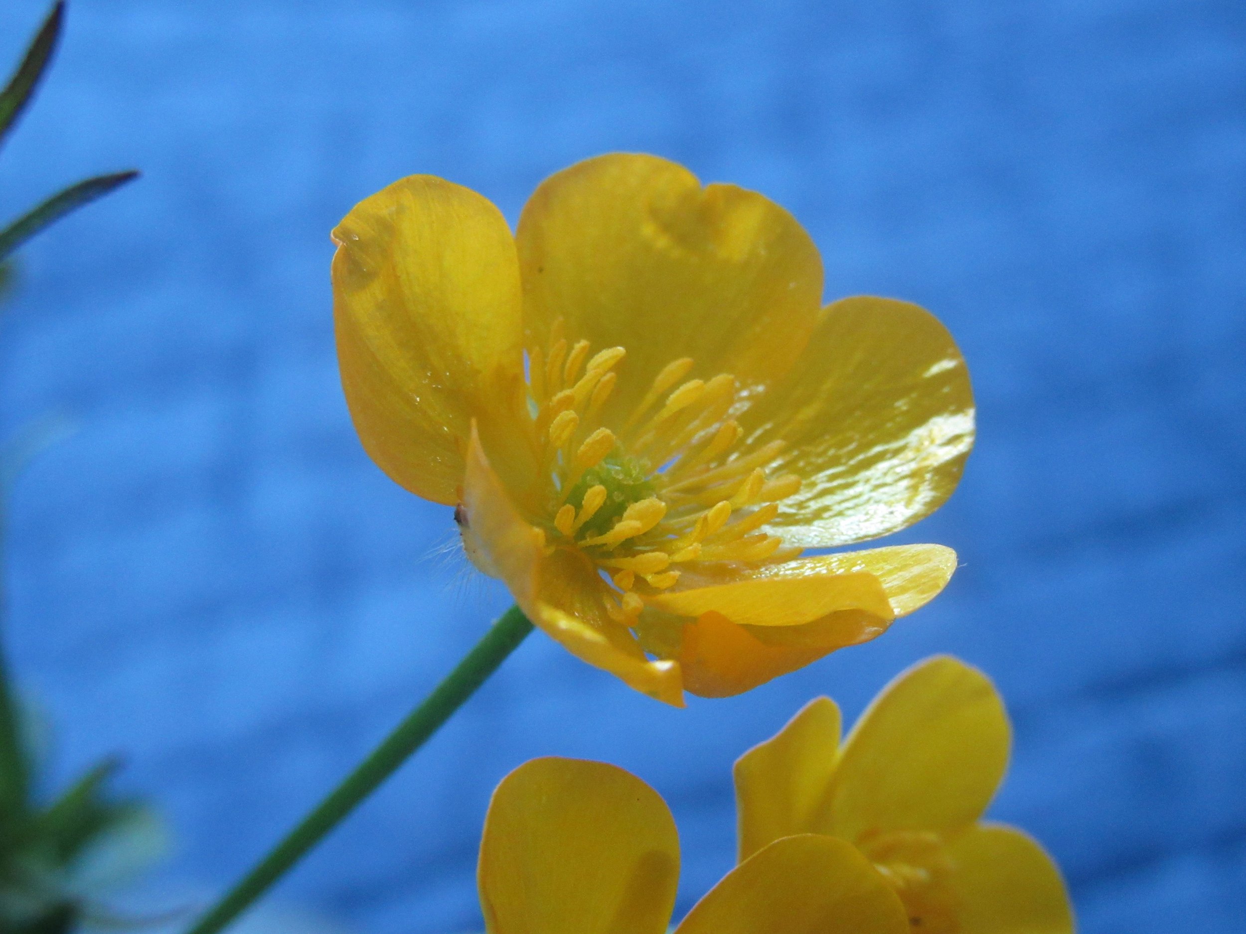 buttercup beauty.jpg