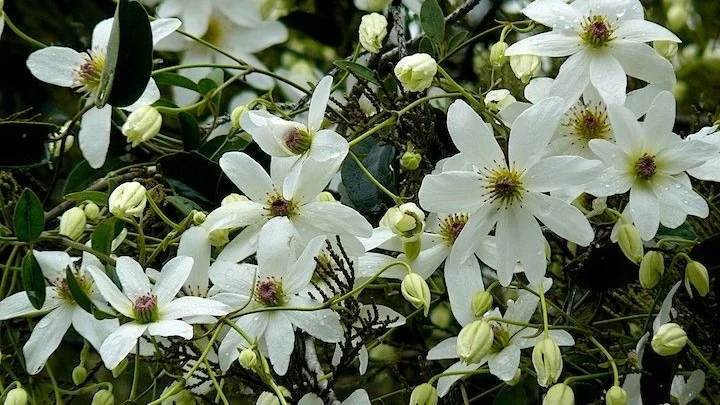 blooming+white+clematisspring.jpg
