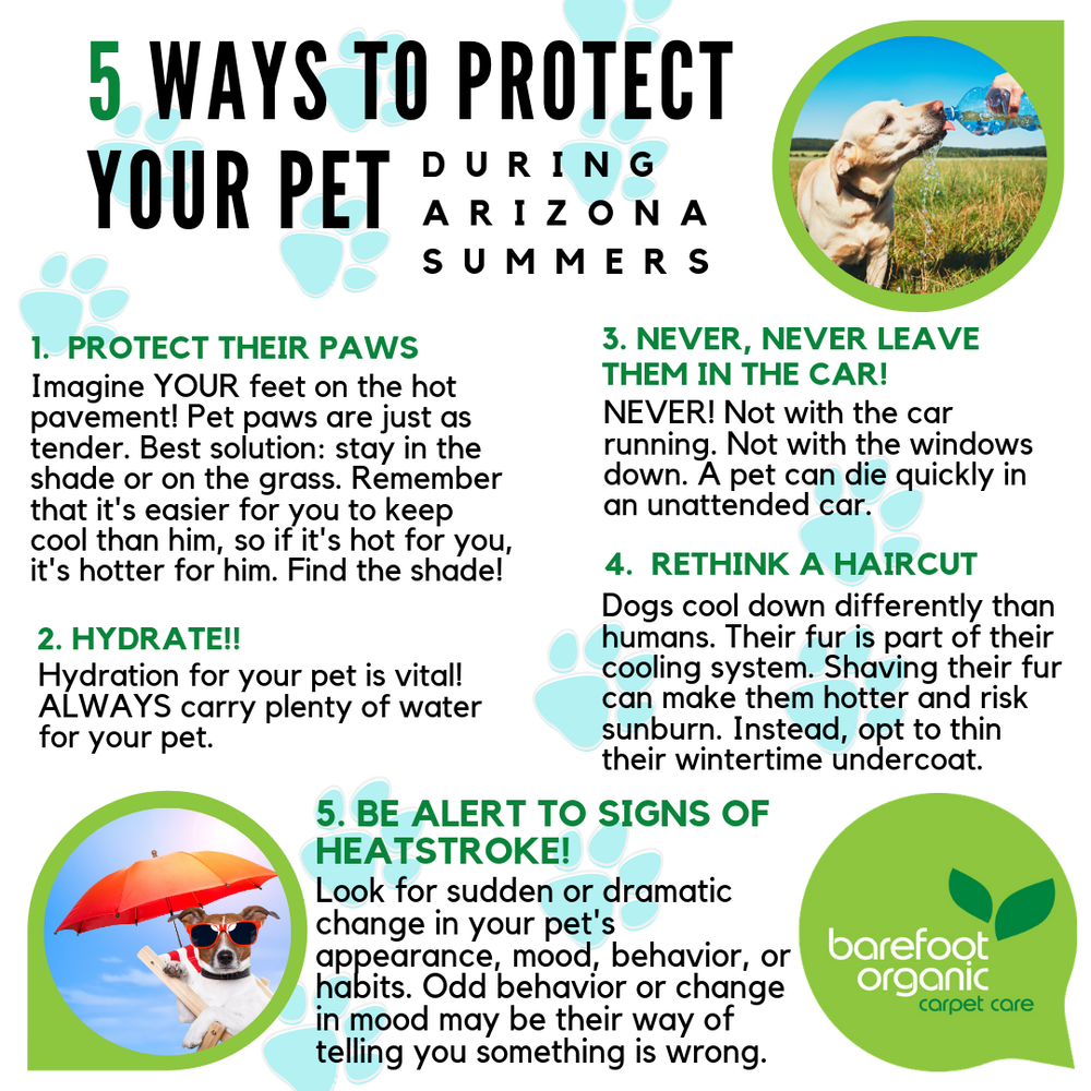 How Can I Protect My Dogs Paws In Summer