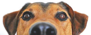 adorable-animal-blur-406014transparent.jpg