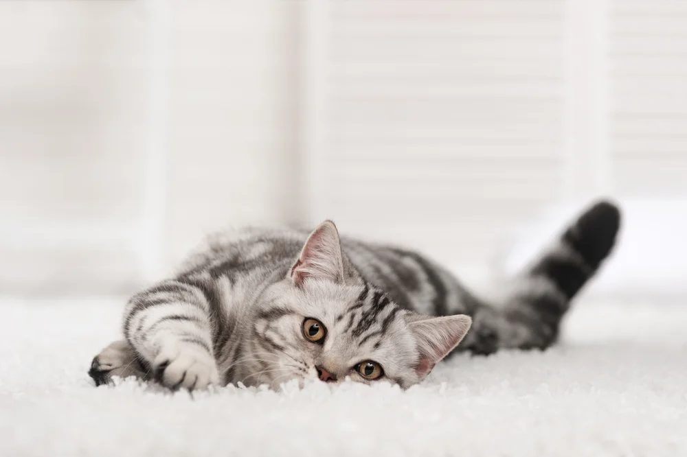 cat-on-carpet-cleaned-natural-organic.jpg