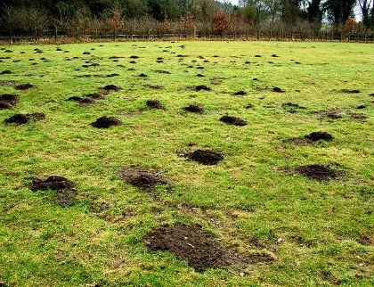 molehole.jpg