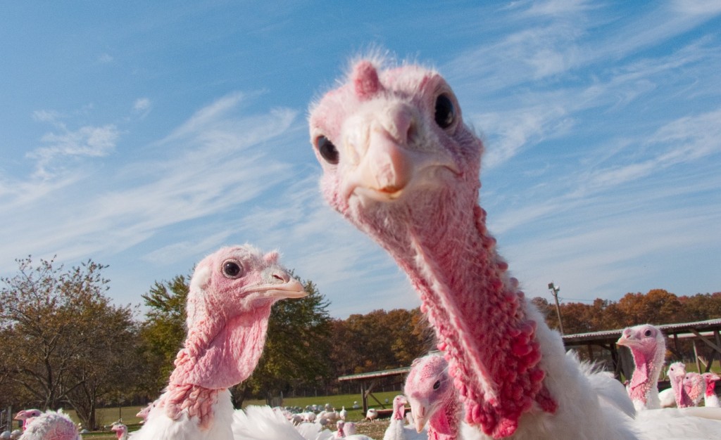 Turkey Day Legal Hazards You’ll Want to Dodge - Avvo Stories