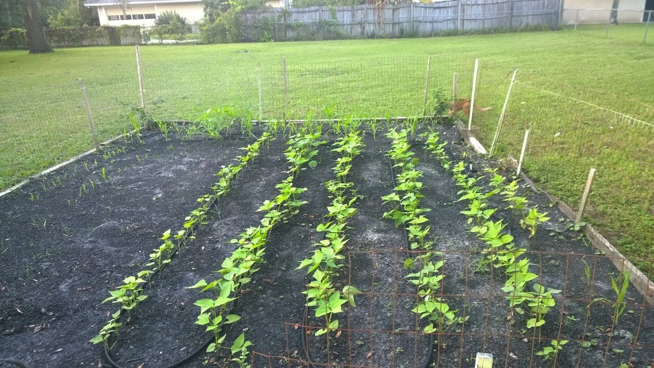 2015- My first little veggie plot