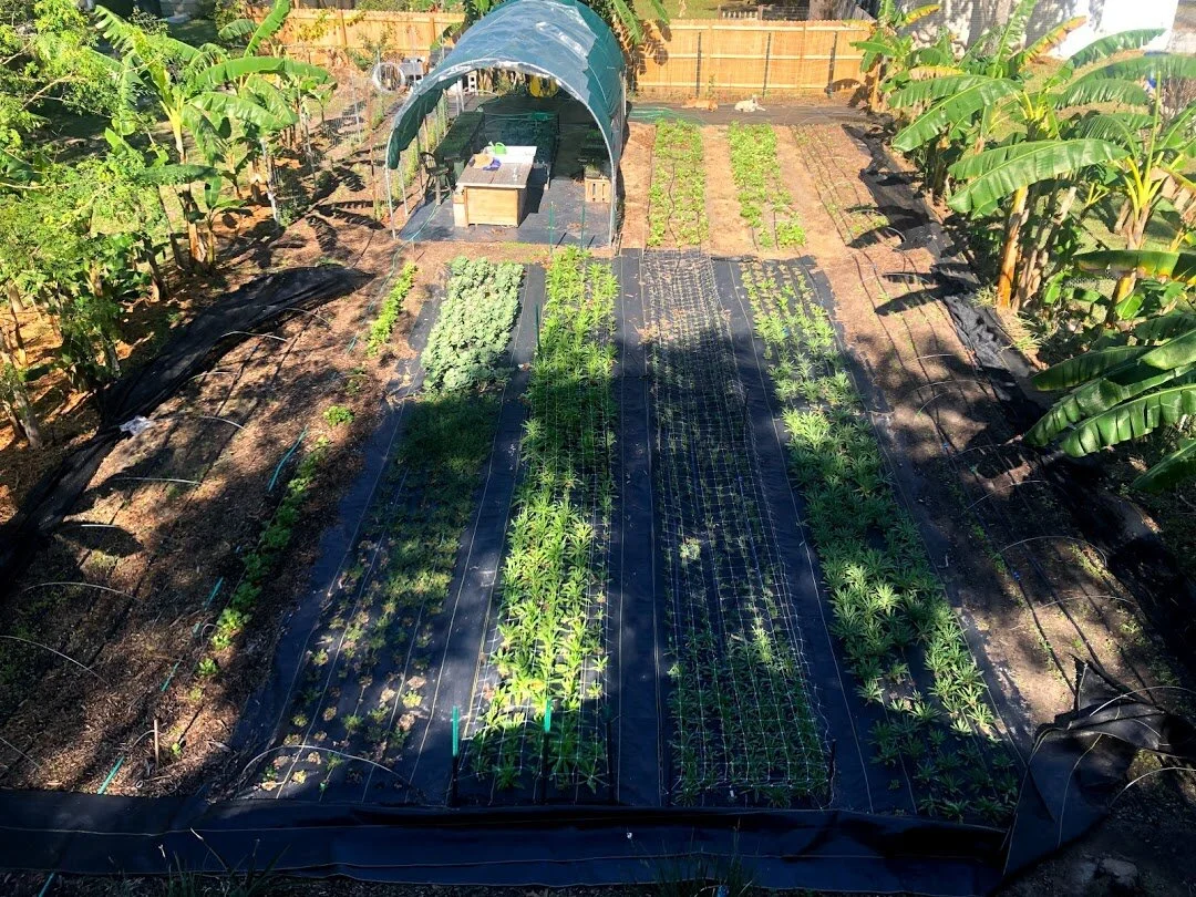 2020- The backyard plot