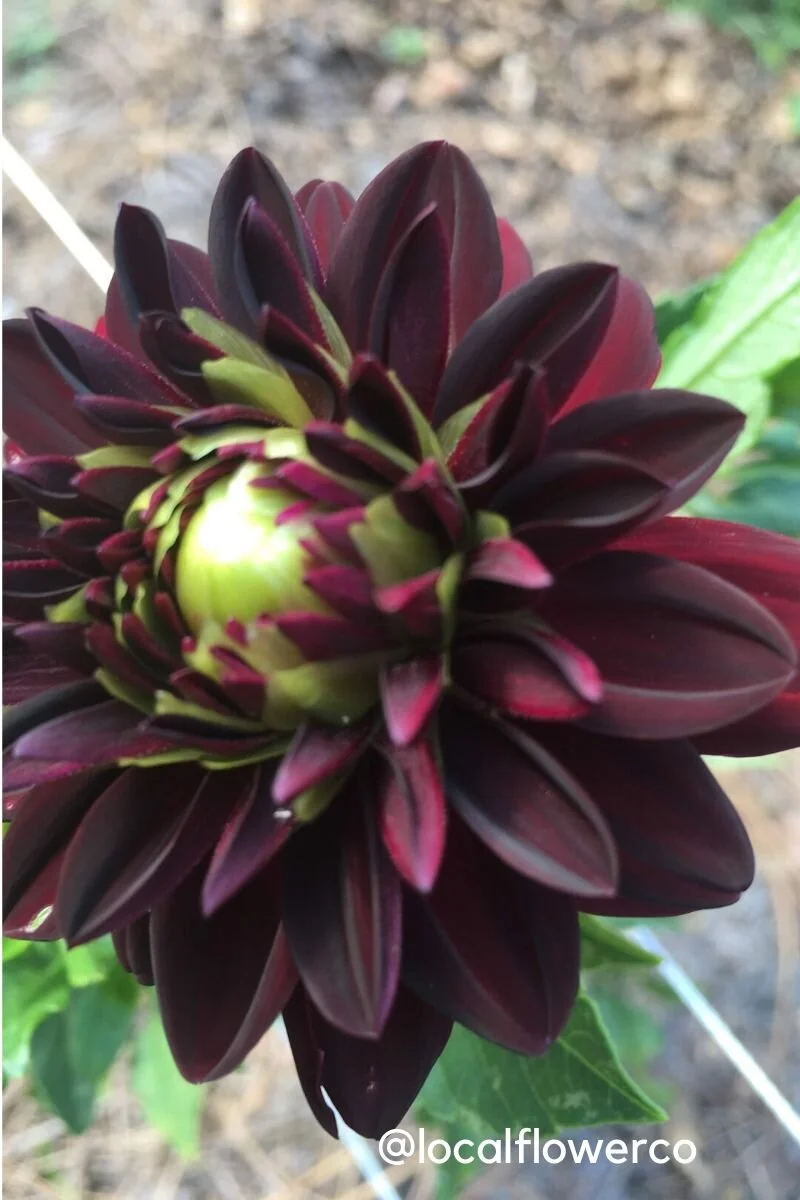 Dahlias in Florida? — Local Flower Co.
