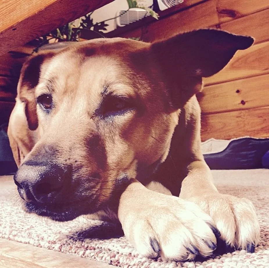 DODGER | Five Thousand

After 11 years, this is my 5,000th post. I can&rsquo;t think of a better way to mark the milestone than to reshare the first picture I ever posted. 

This is Dodger, the inspiration behind my logo and the best friend I&rsquo;v