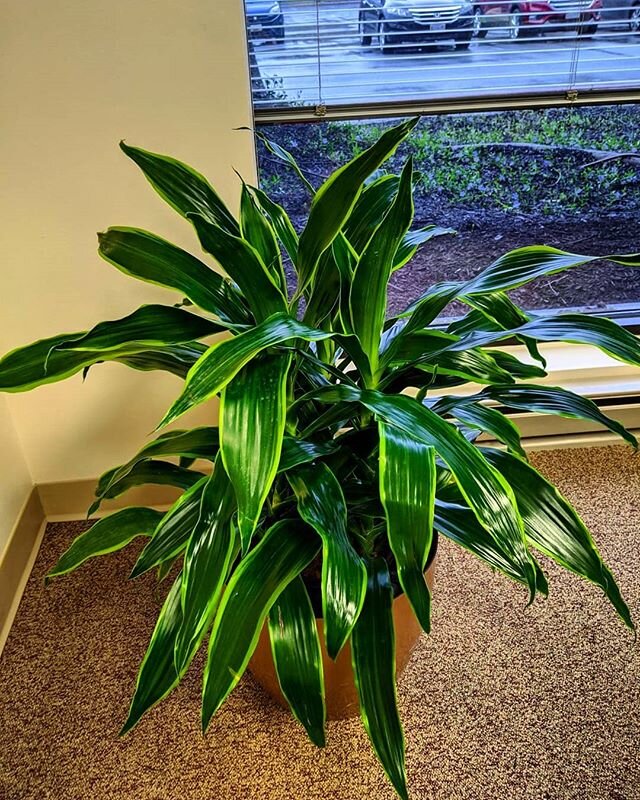 🌿 Endless source of calm. 🌱
.
.
Dracaena art, Columbia, MD.