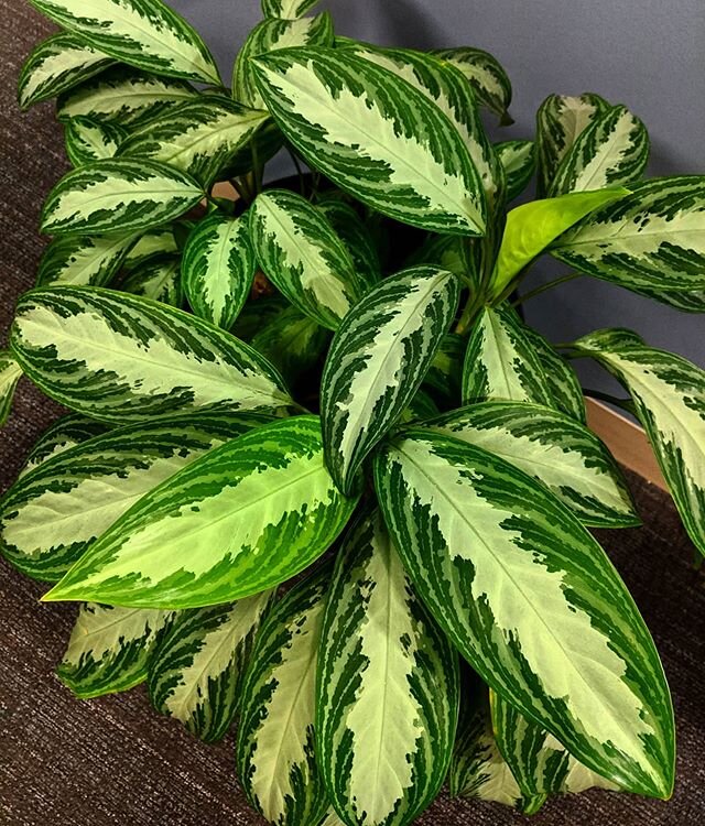 Foliage Interiors is following the Governor's orders and only doing essential maintenance services, with limited to no contact with people. 🌿Plants are an amazing source of stress relief during this time. Did you know Green is the most restful color