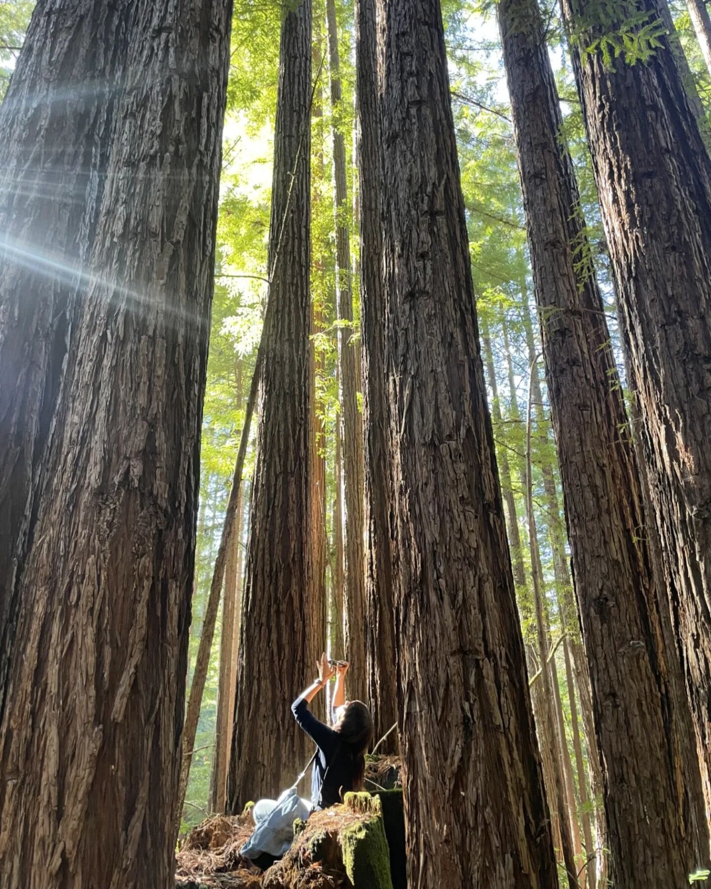 Hello redwoods ♡ // Thanks for the trip to spend time with the giants @heatherahrling