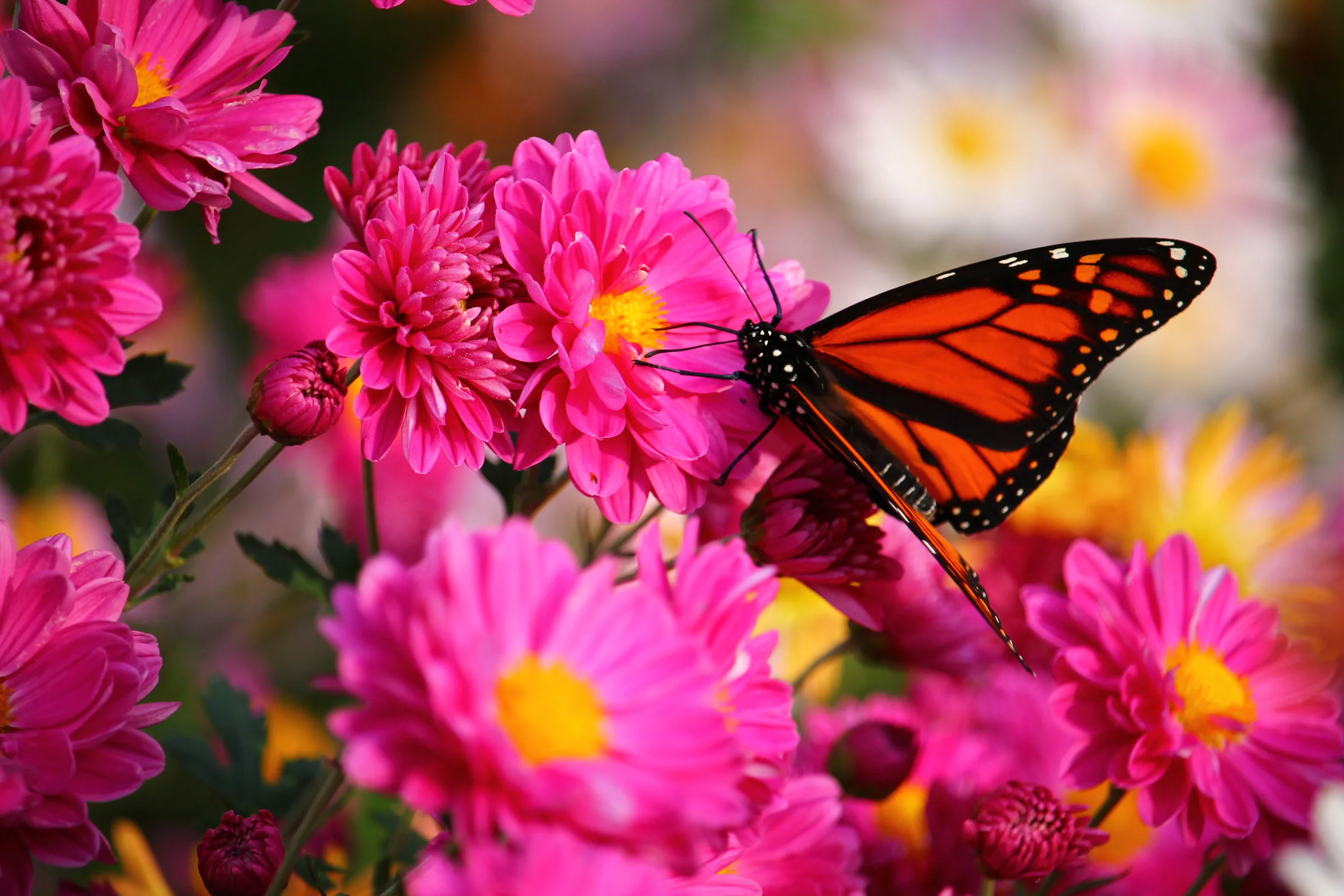 Butterfly_Pink_Daisies_Central_Park.JPG