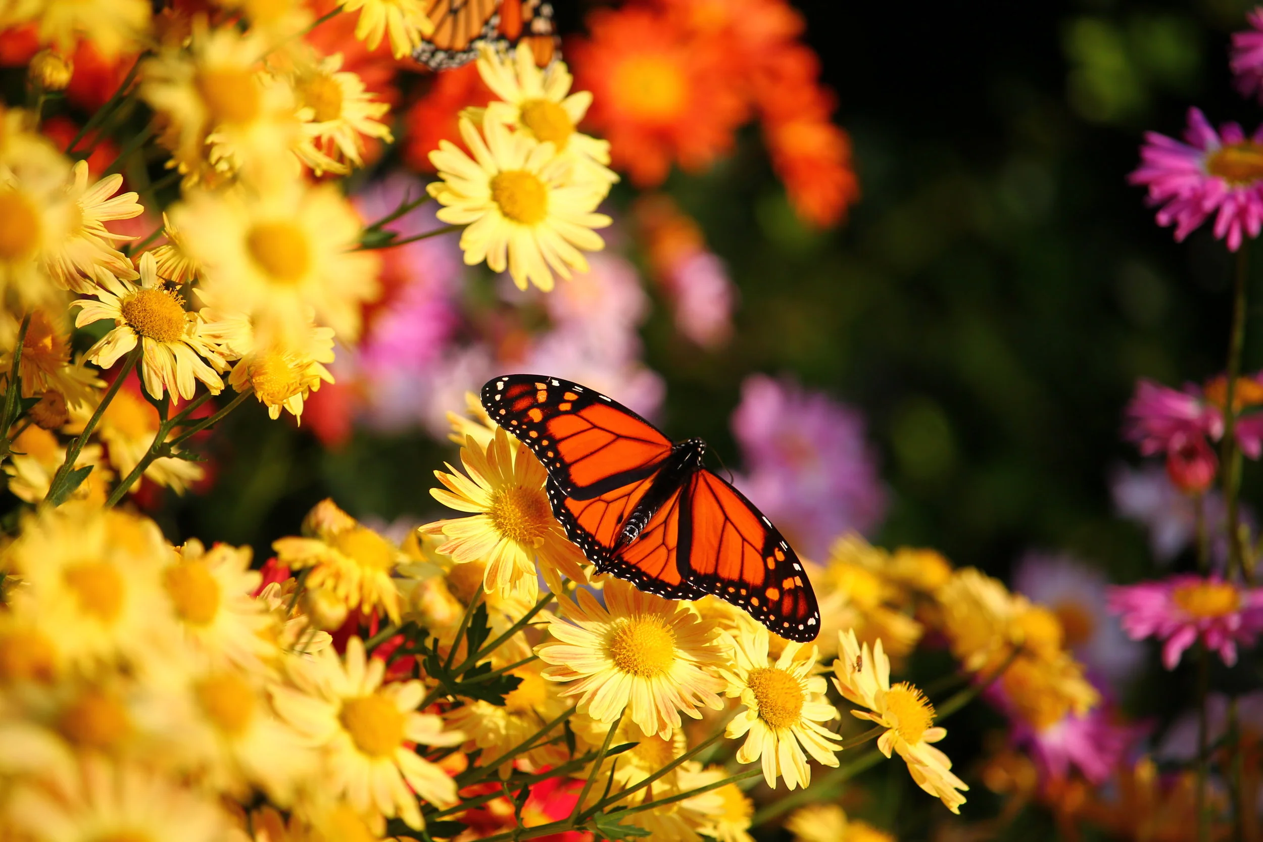 Butterfly_Yellow_Daisies_Central_Park.JPG