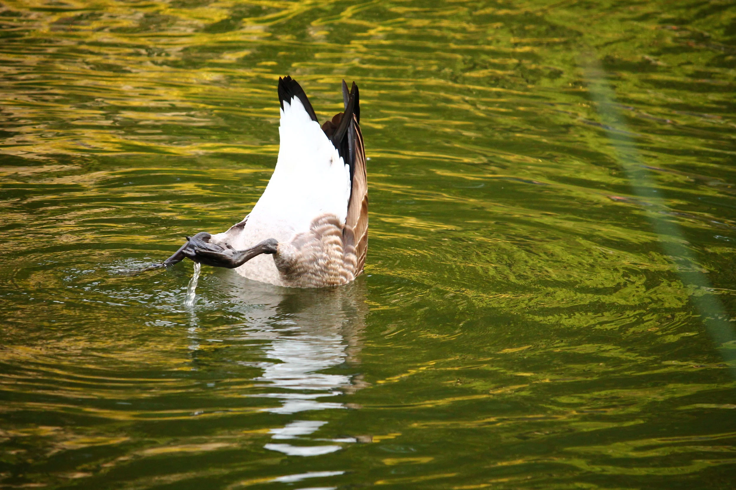 Upside_Down_Duck_Central_Park.JPG