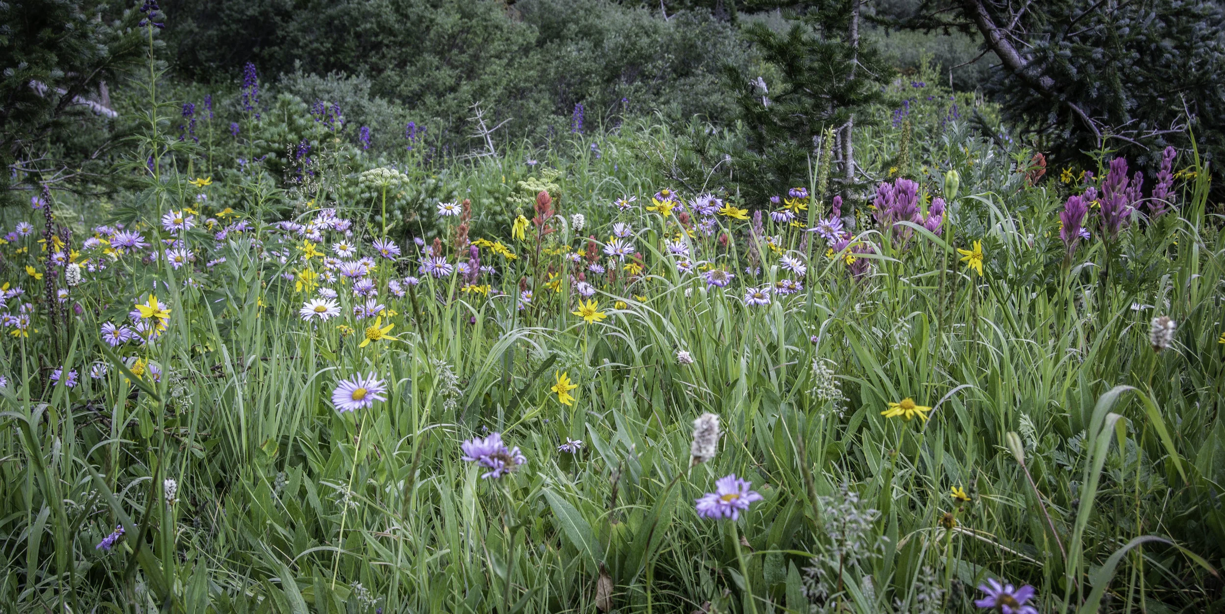 flowers (1 of 1).jpg