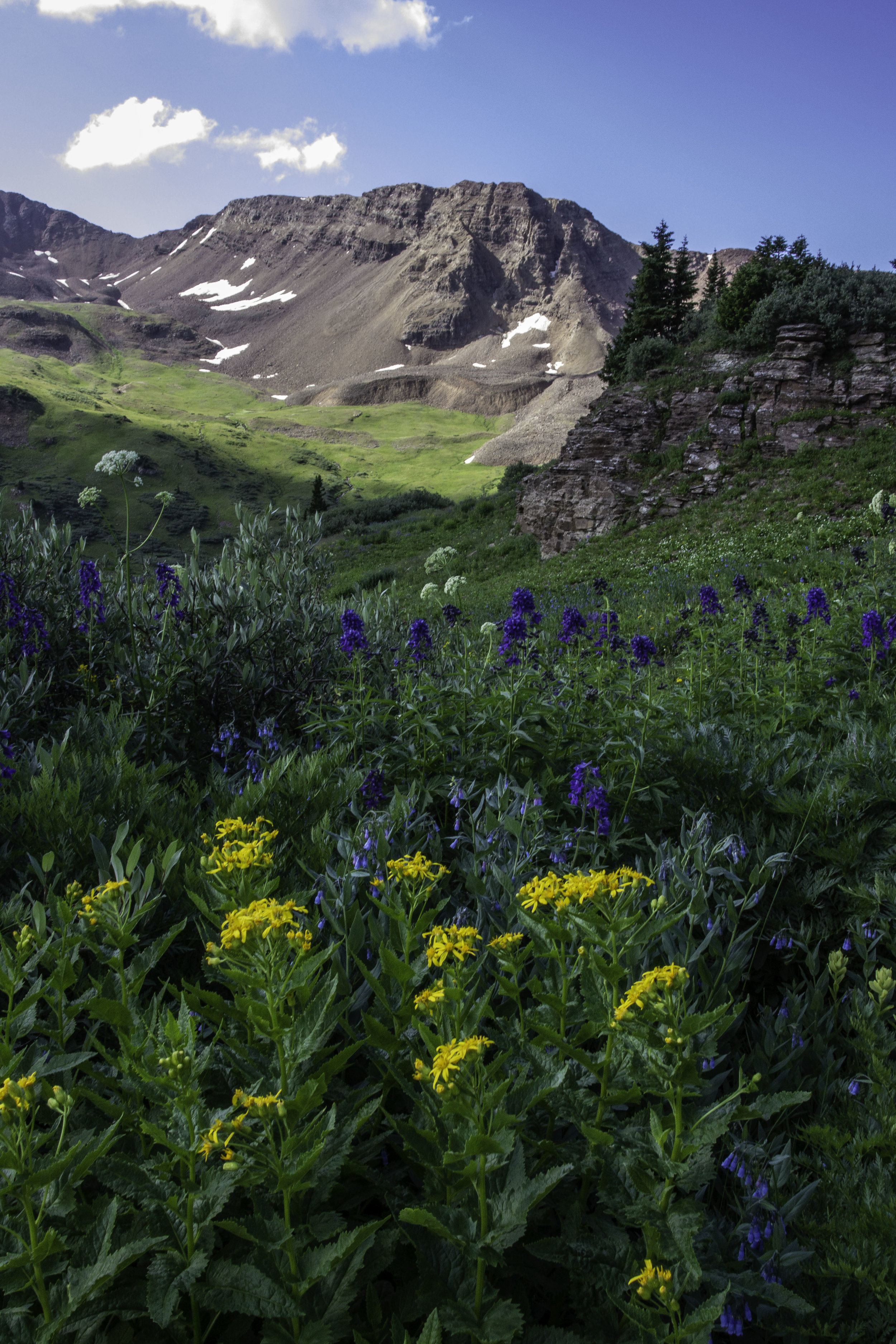 flowers (1 of 1)-17.jpg