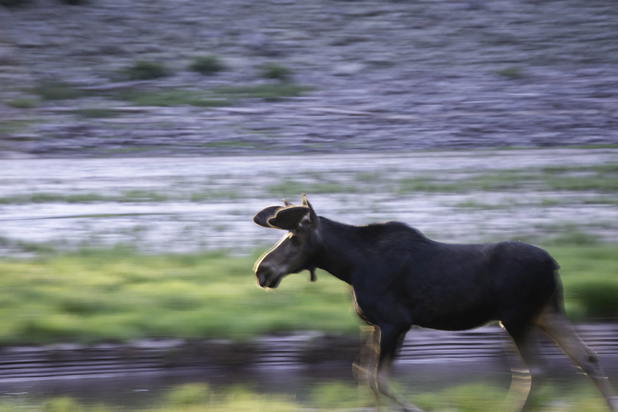 moose (1 of 1).jpg