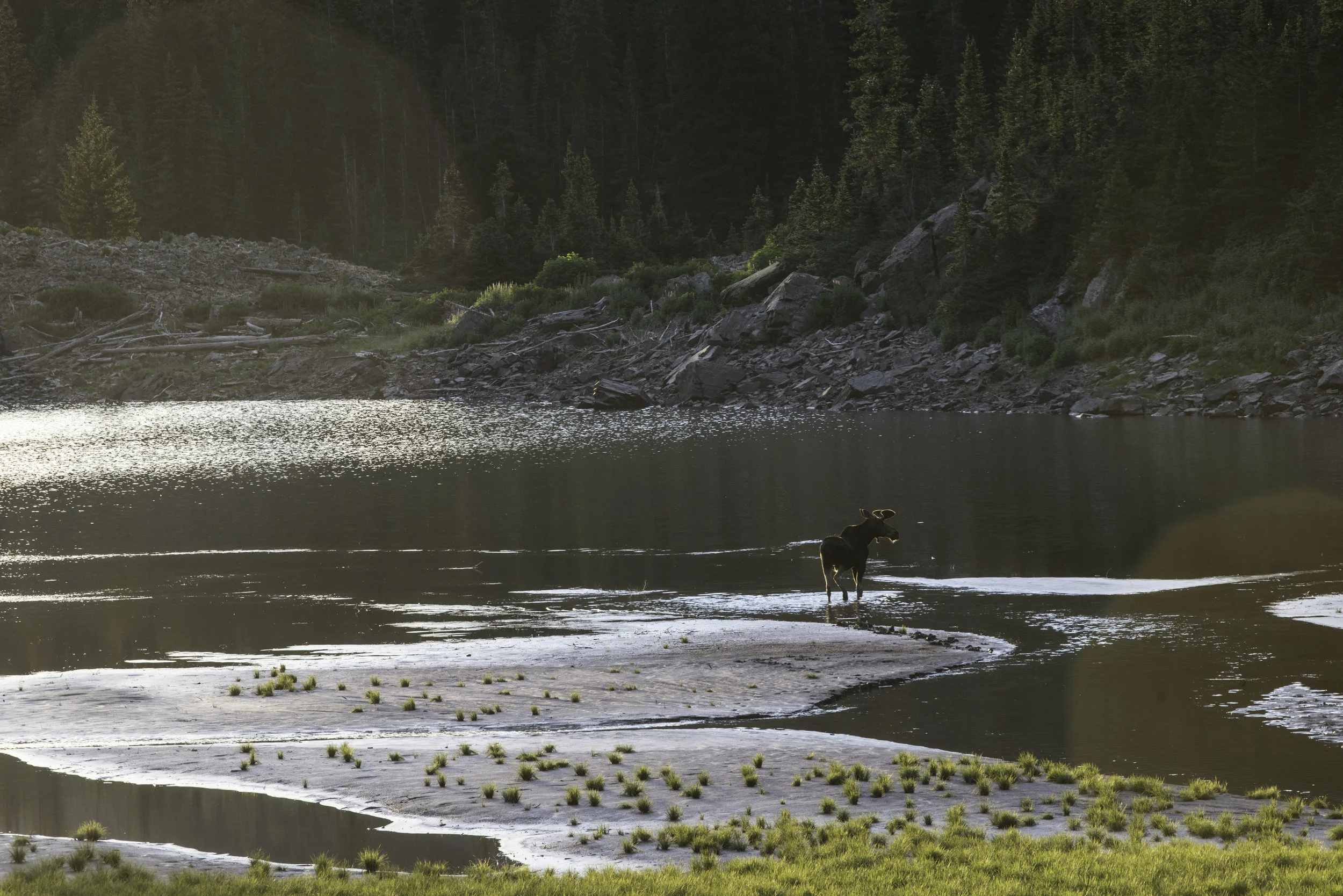 moose (1 of 1)-24.jpg