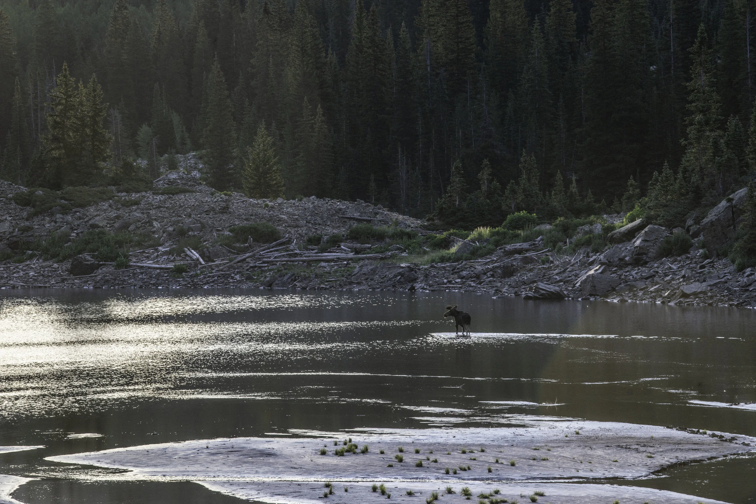 moose (1 of 1)-32.jpg