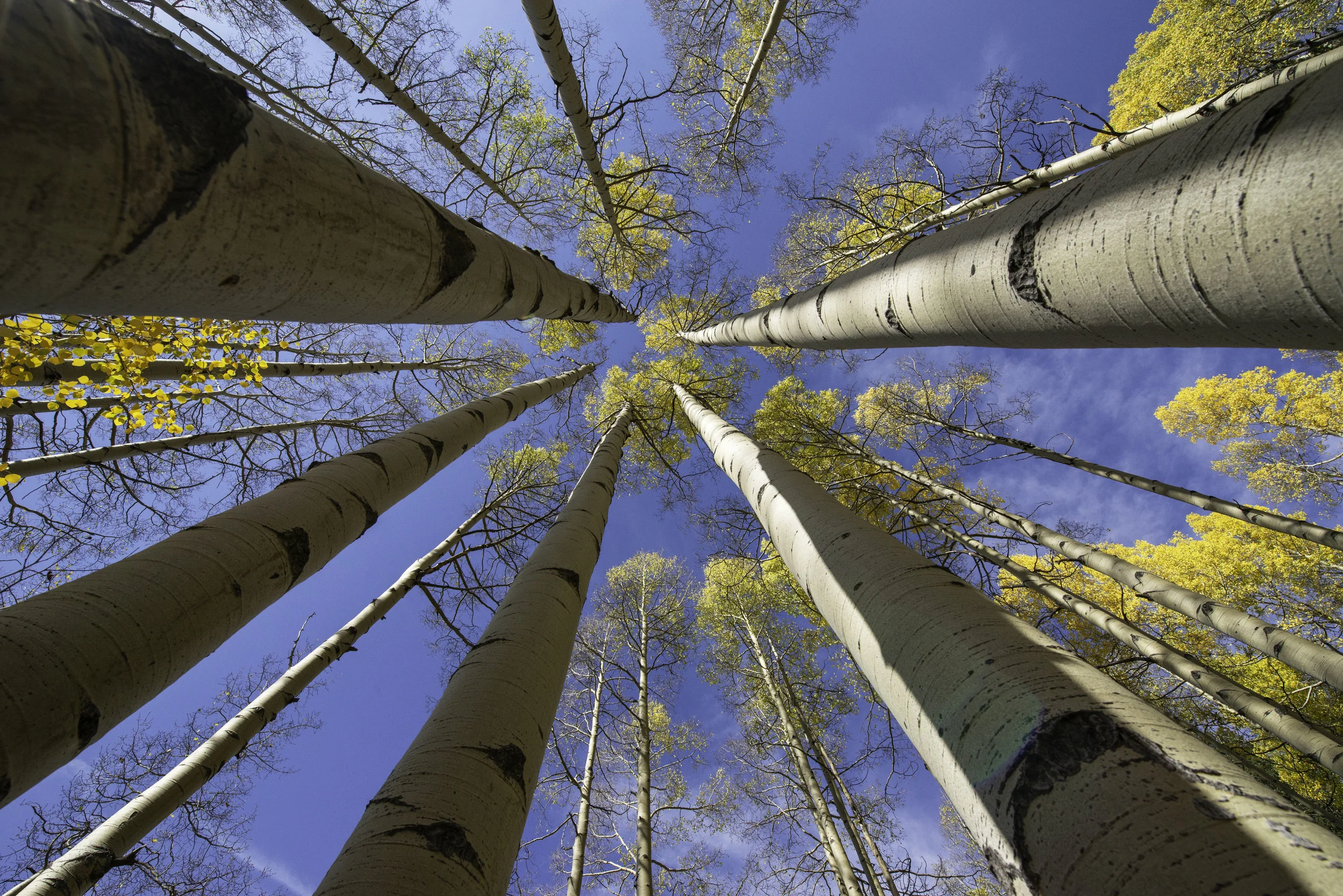 aspen sky 2.jpg