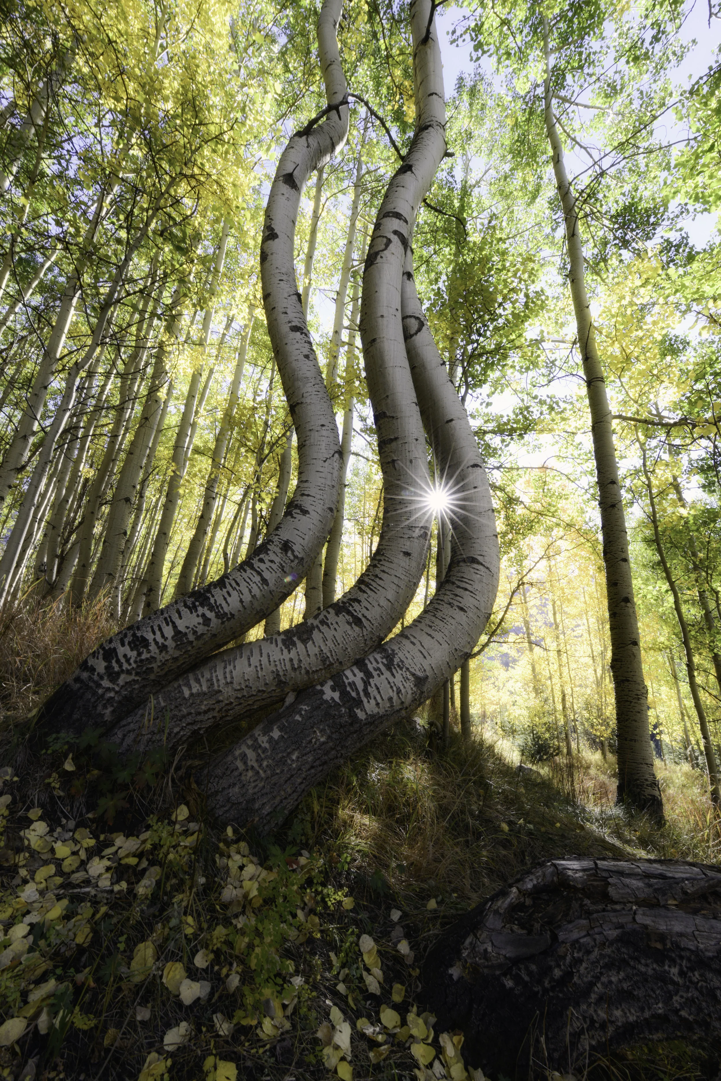 curvy aspens 4.jpg