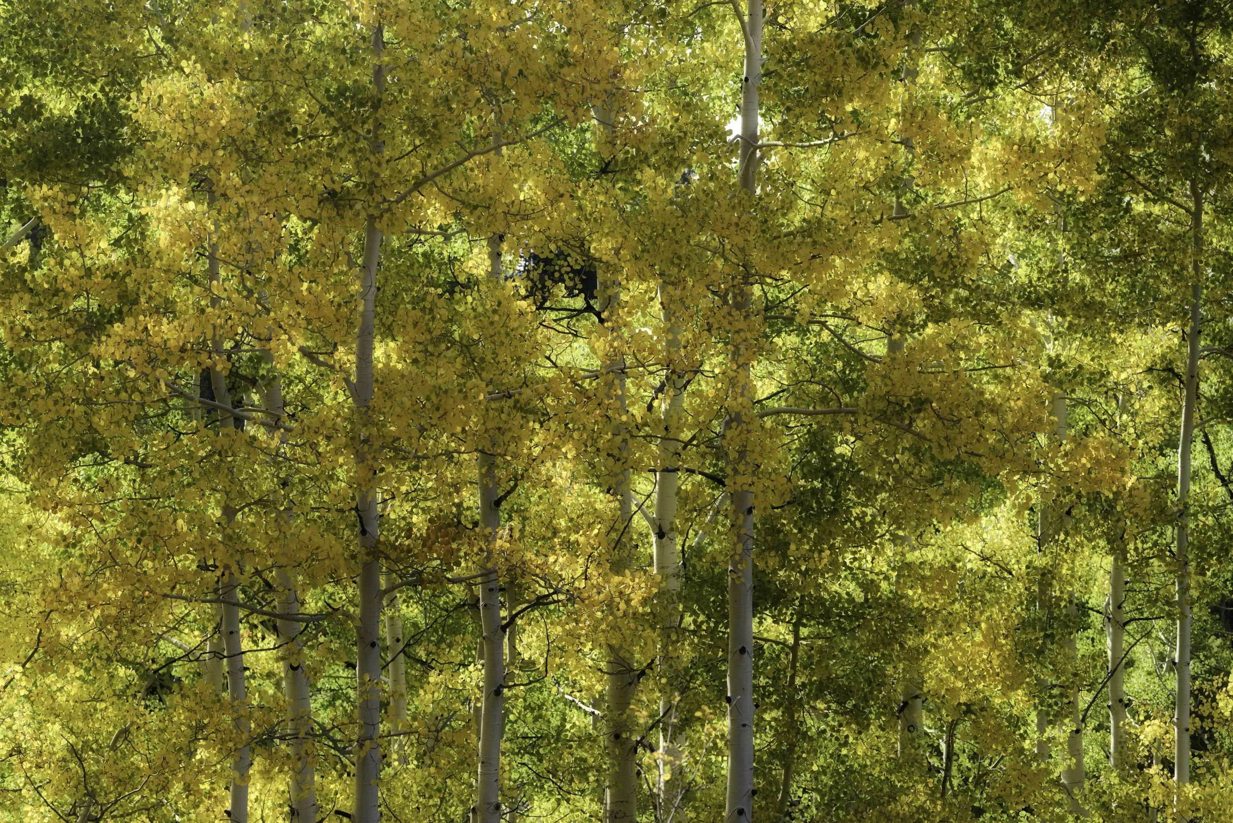 aspens up high.jpg