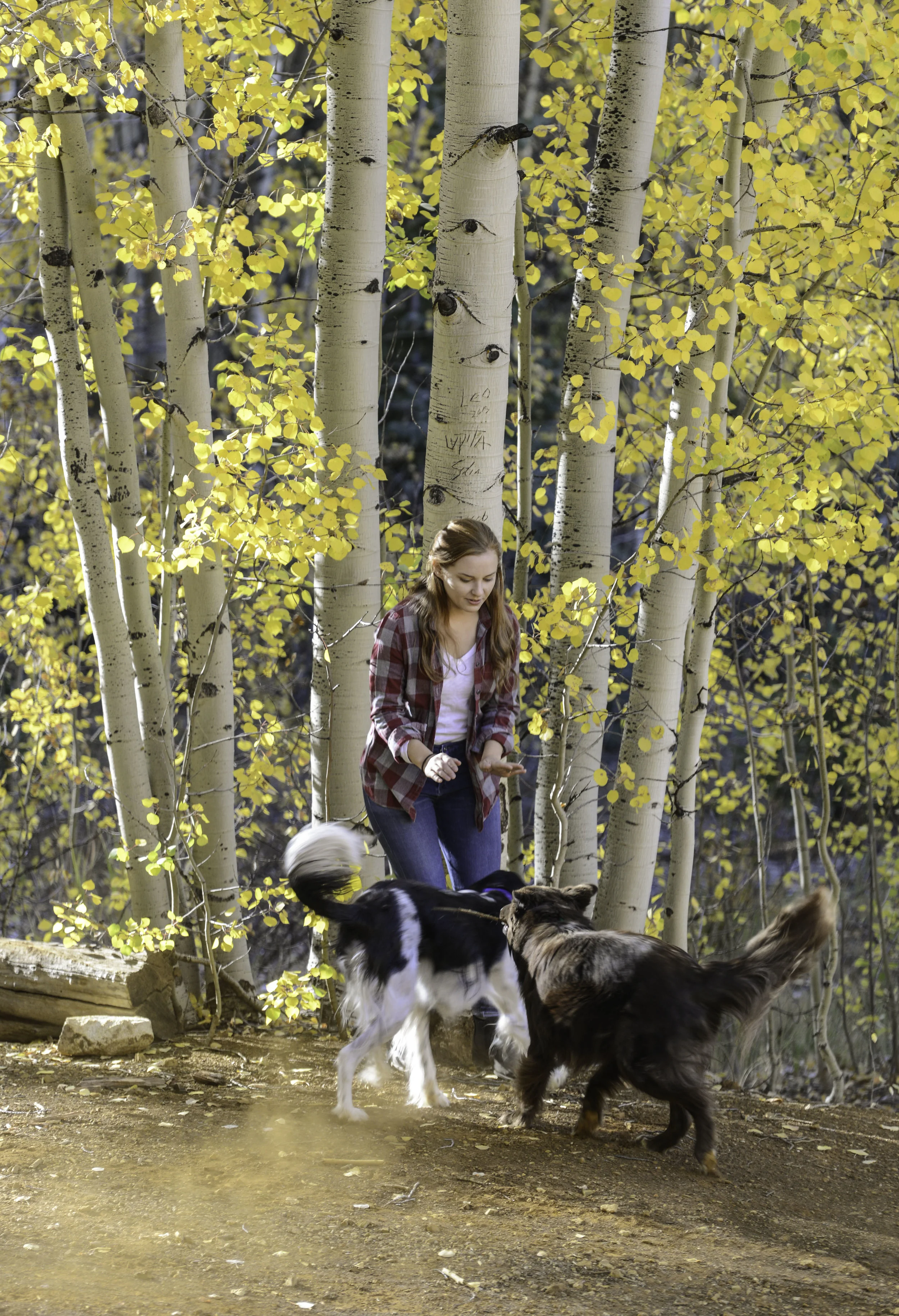 dogs (1 of 1).jpg