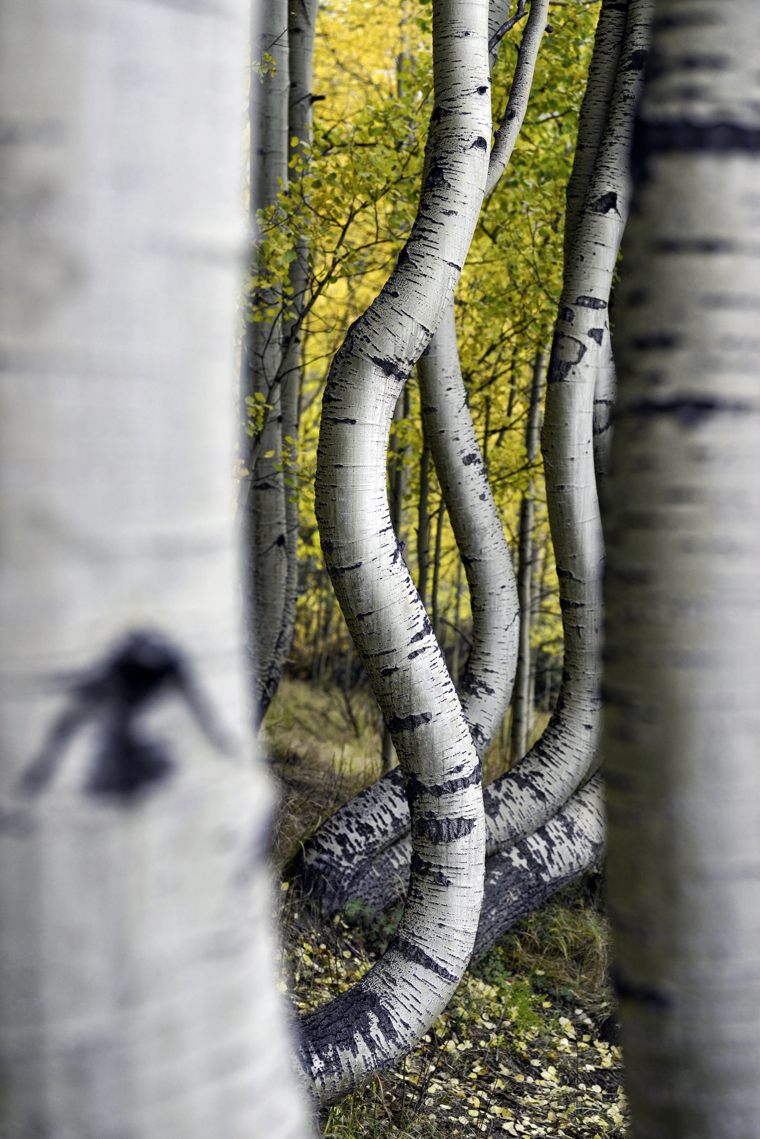 curvy aspens 5.jpg